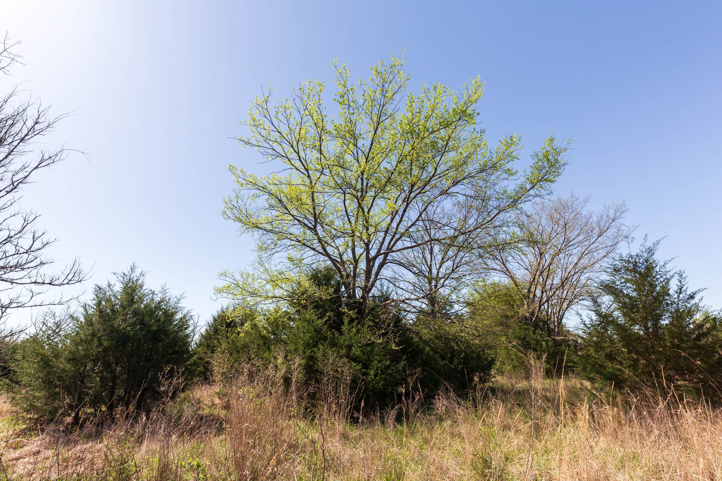 Prairie Grove Tract 21 photo 5