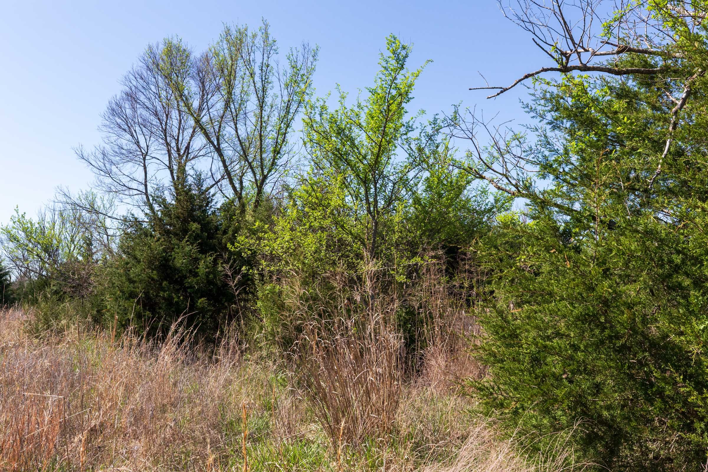 Prairie Grove Tract 21 photo 12