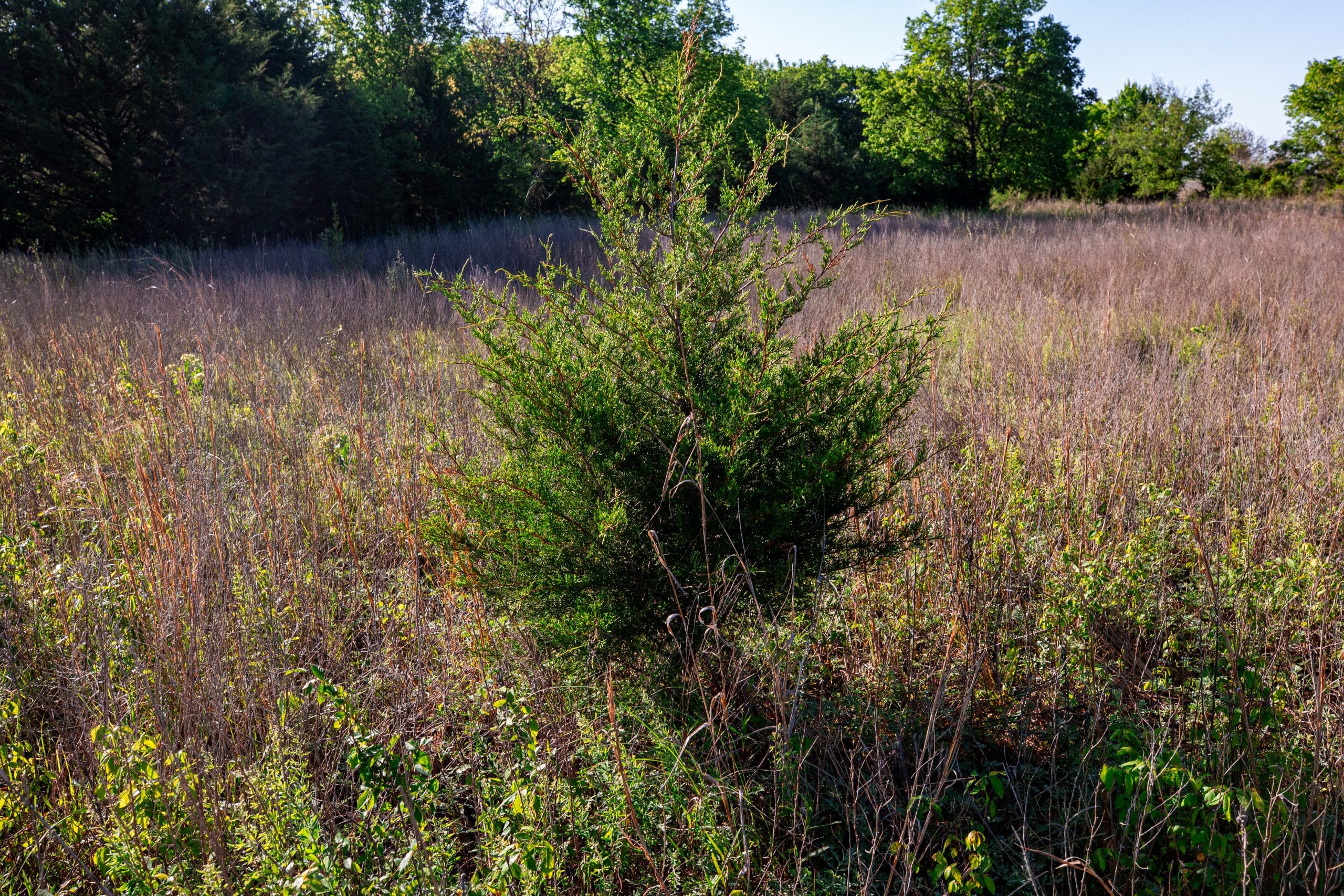 Prairie Grove Tract 21 photo 9