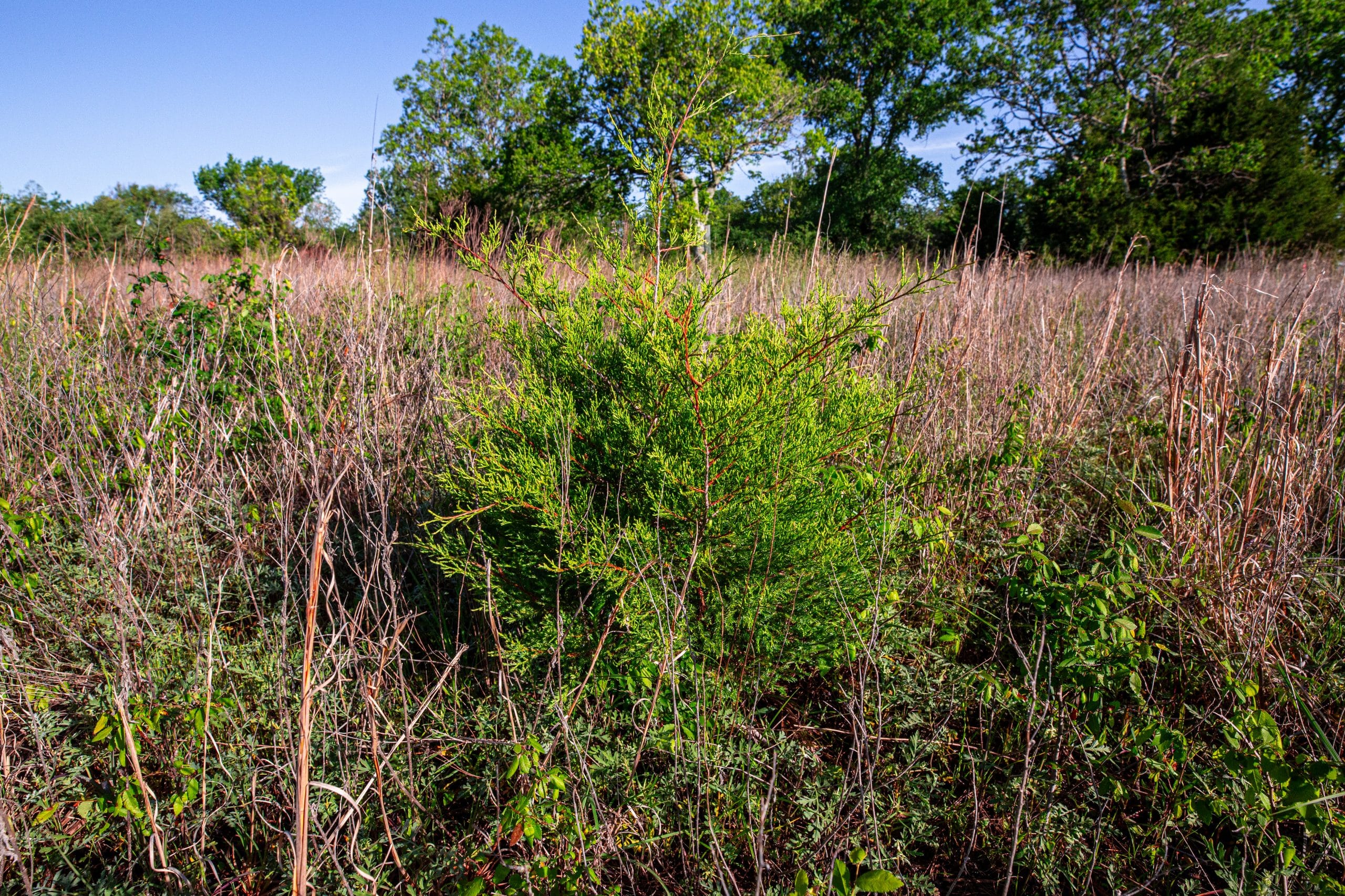 Prairie Grove Tract 21 photo 4