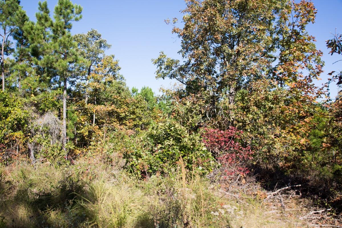 Stone Creek Phase I Tract 157 photo 7