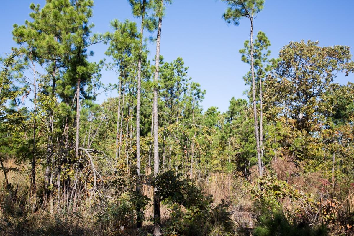 Stone Creek Phase I Tract 157 photo 10
