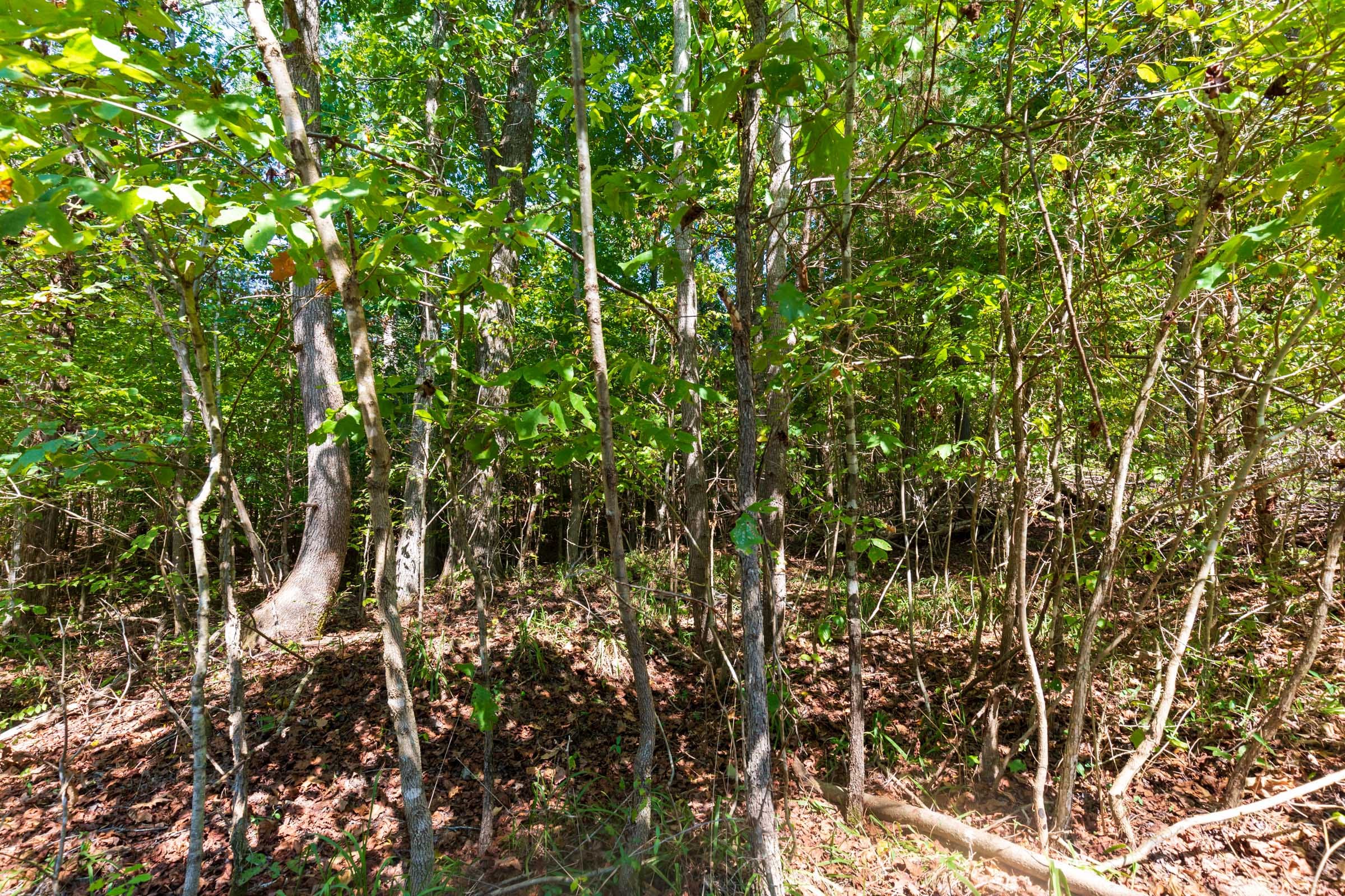 Redemption Ridge Tract 22 photo 5