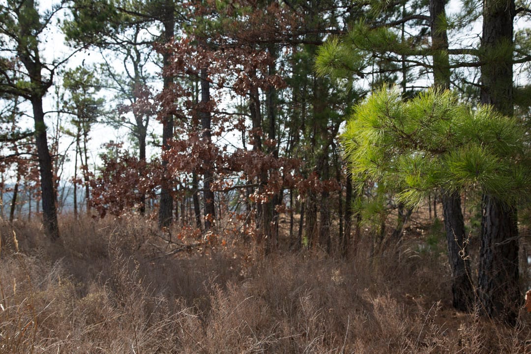 Stone Creek Phase III Tract 75 photo 7