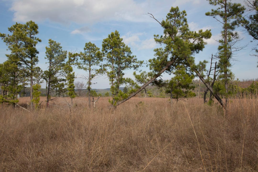 Stone Creek Phase III Tract 75 photo 13