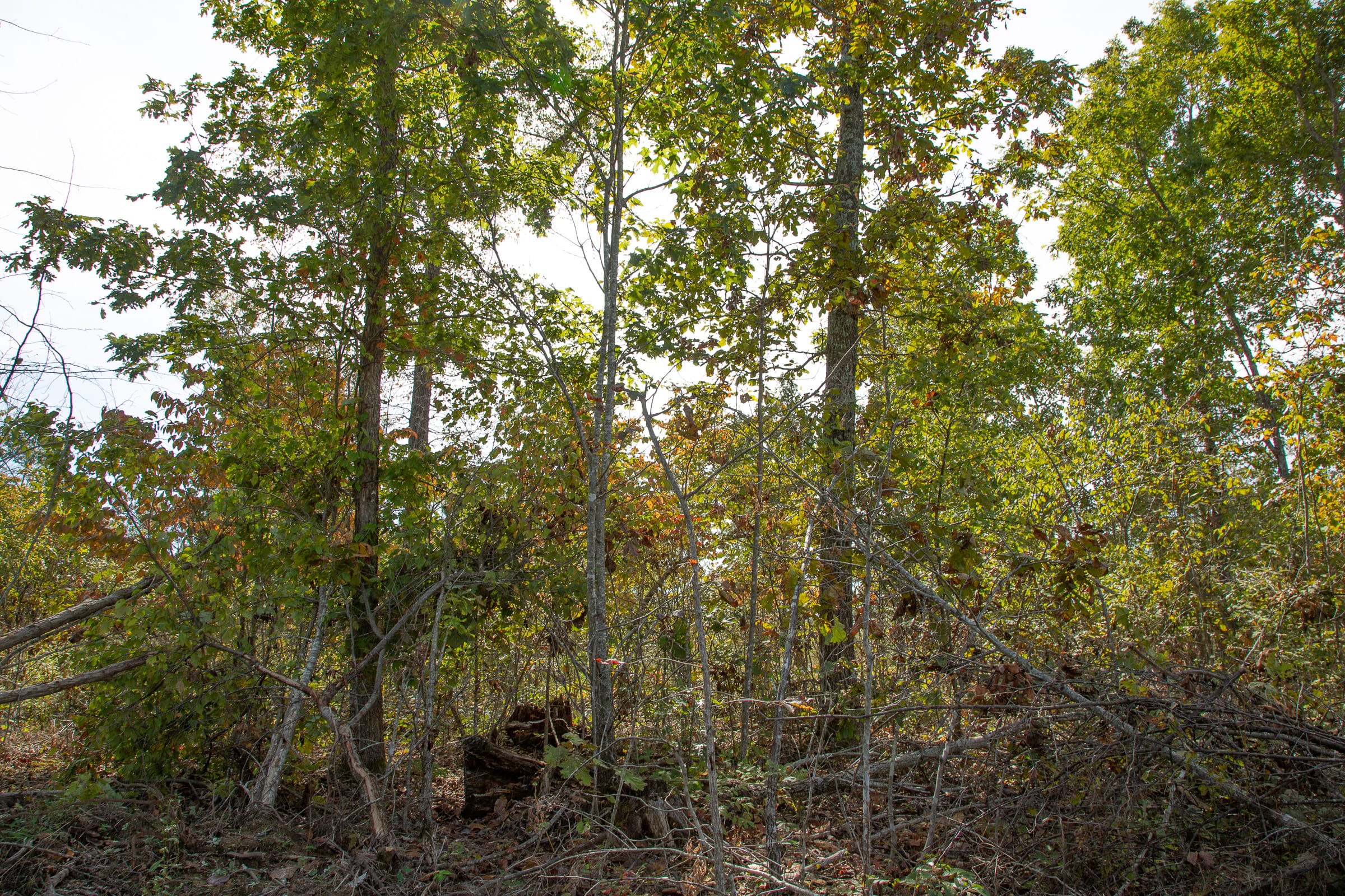 Borgmann’s Hollow Phase IV Tract 118 photo 2