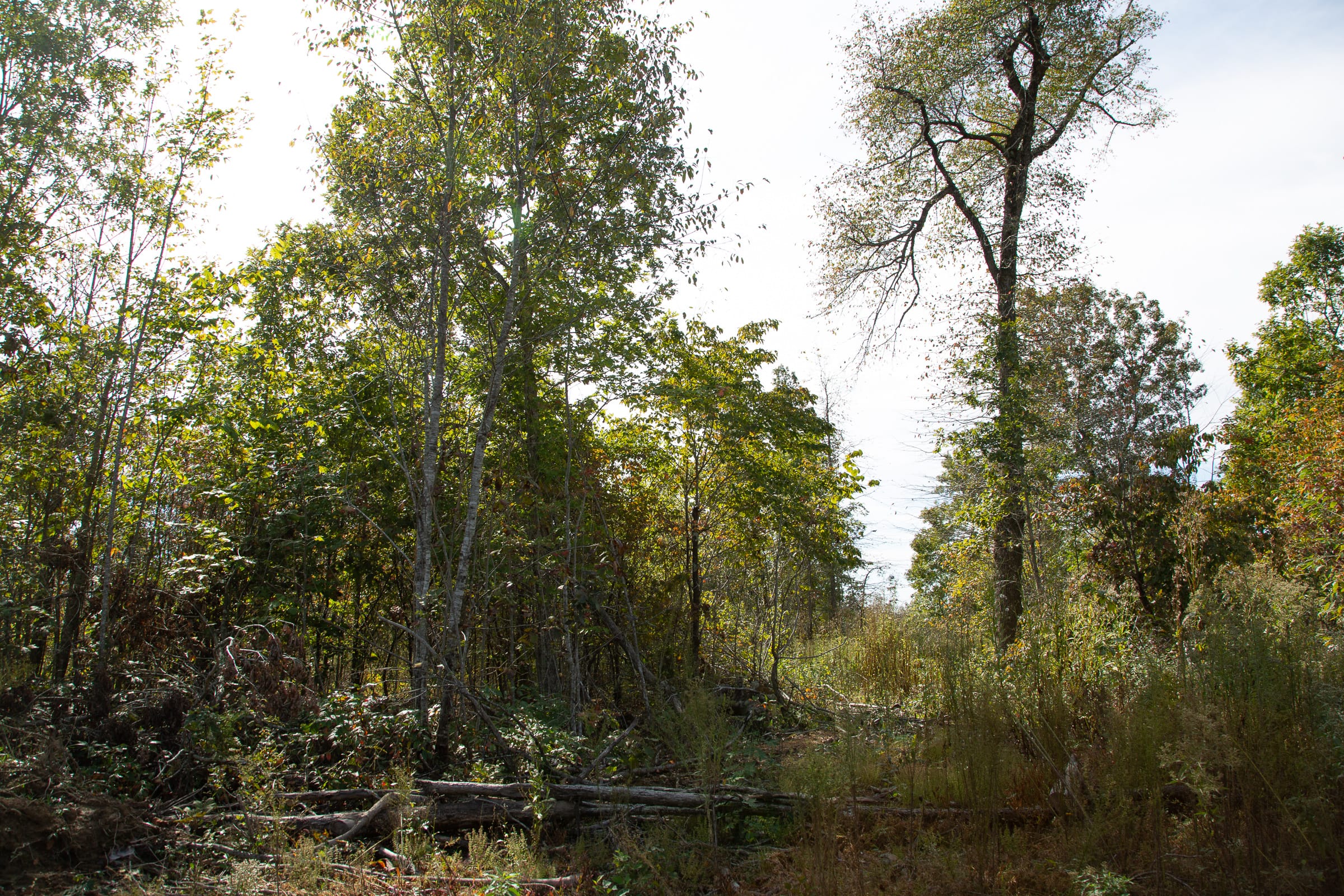 Borgmann’s Hollow Phase IV Tract 118 photo 3