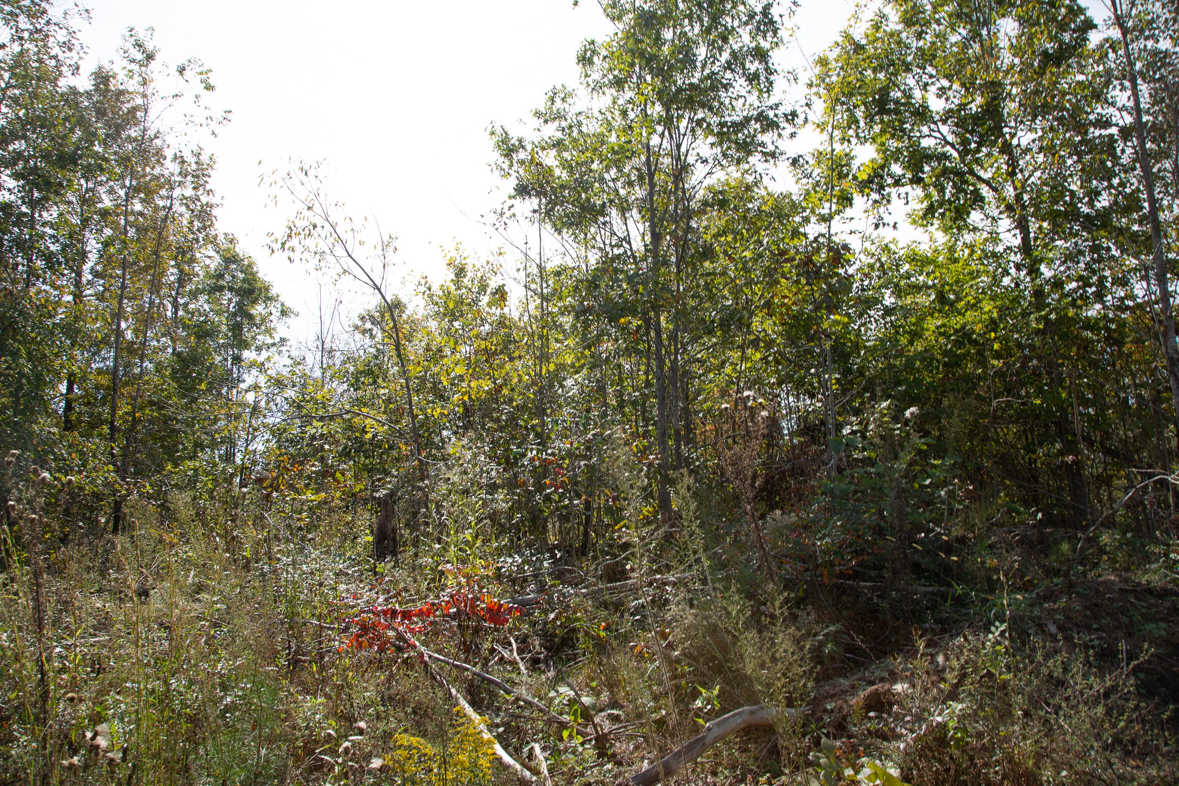 Borgmann’s Hollow Phase IV Tract 118 photo 4