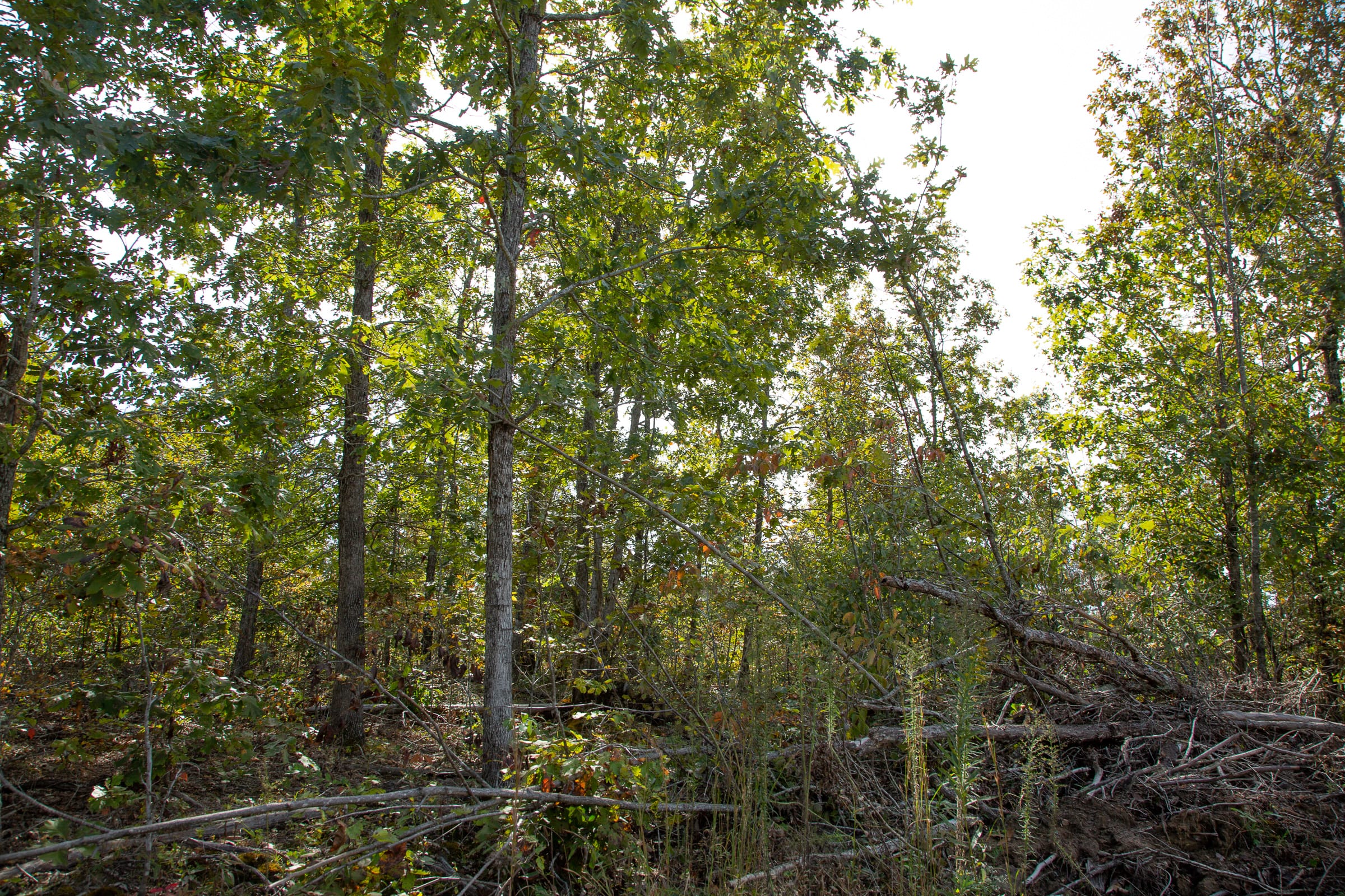 Borgmann’s Hollow Phase IV Tract 118 photo 6