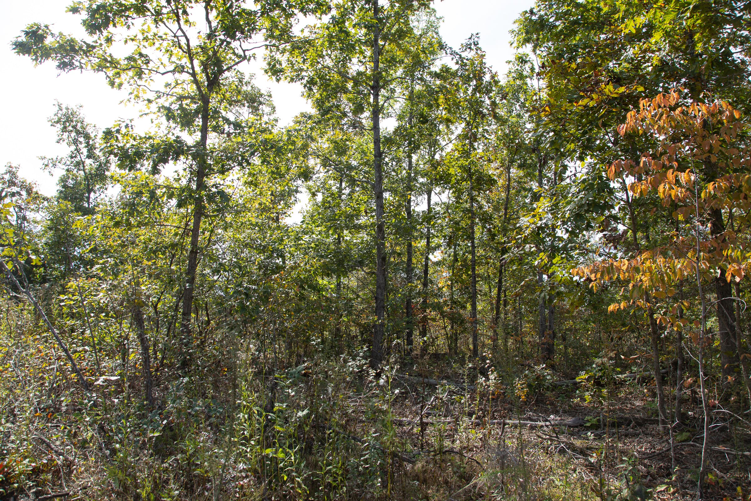 Borgmann’s Hollow Phase IV Tract 118 photo 7