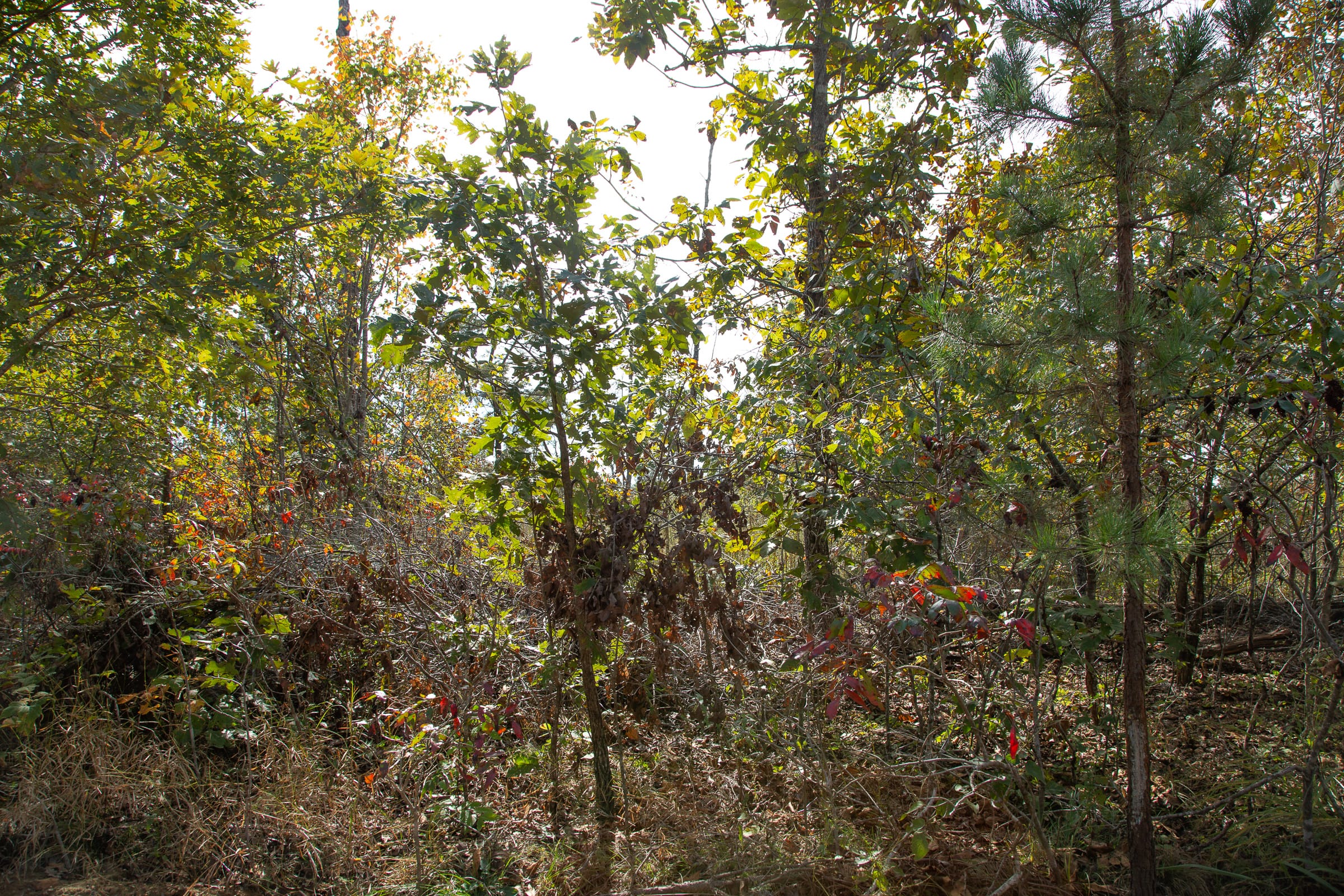 Borgmann’s Hollow Phase IV Tract 118 photo 8