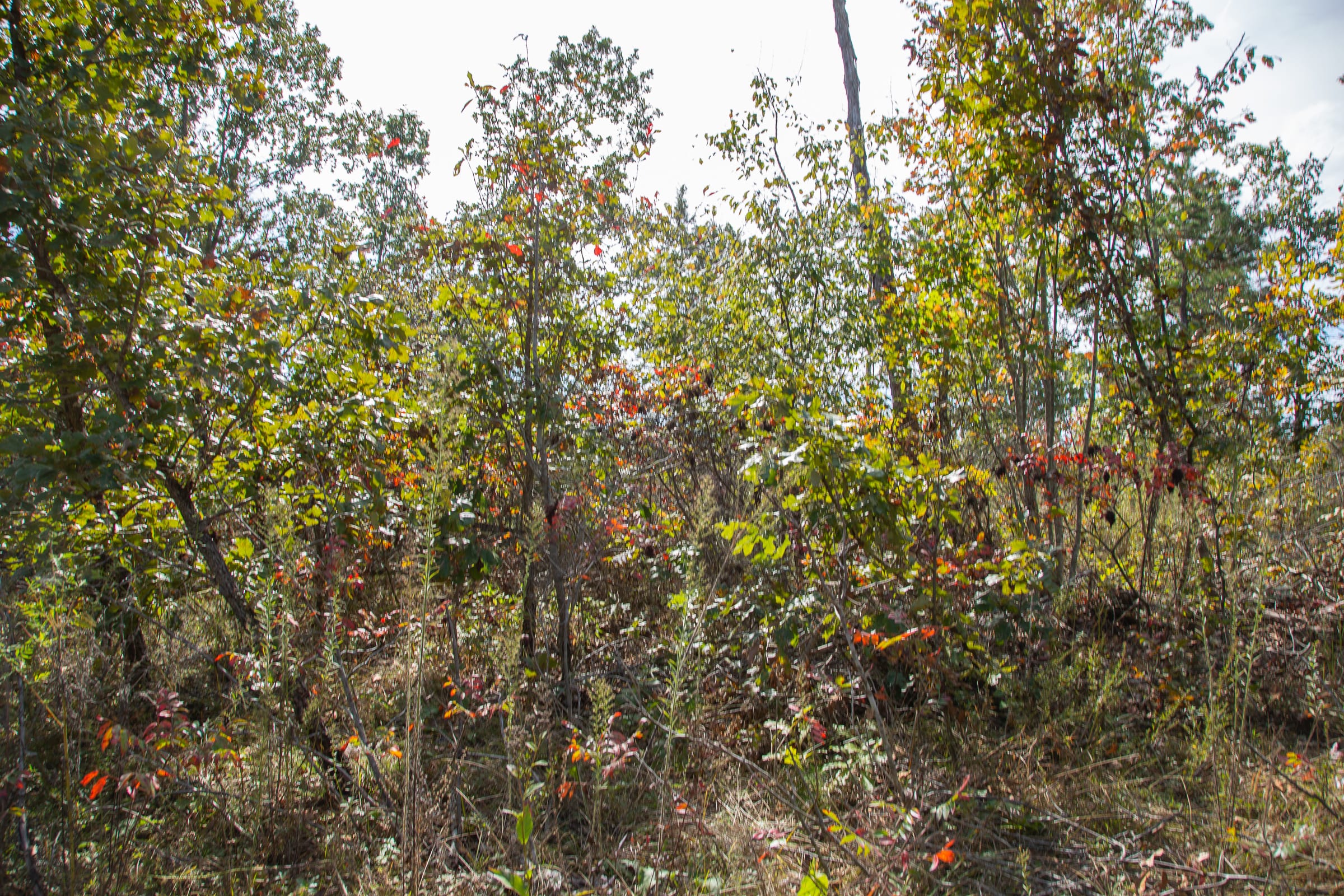 Borgmann’s Hollow Phase IV Tract 118 photo 10