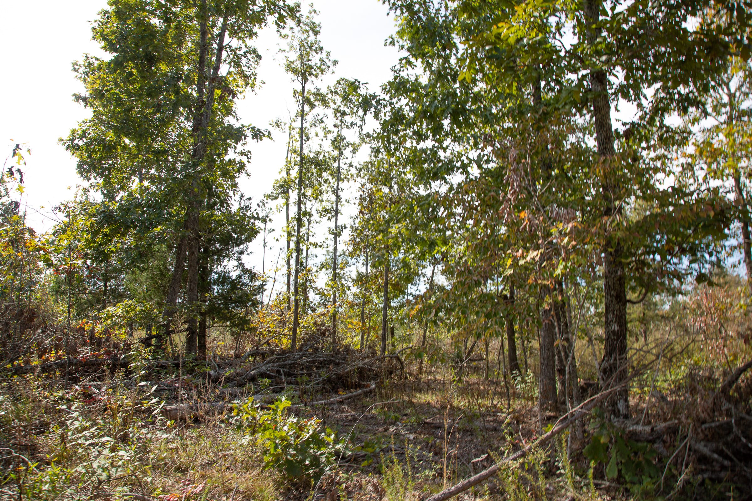 Borgmann’s Hollow Phase IV Tract 118 photo 11