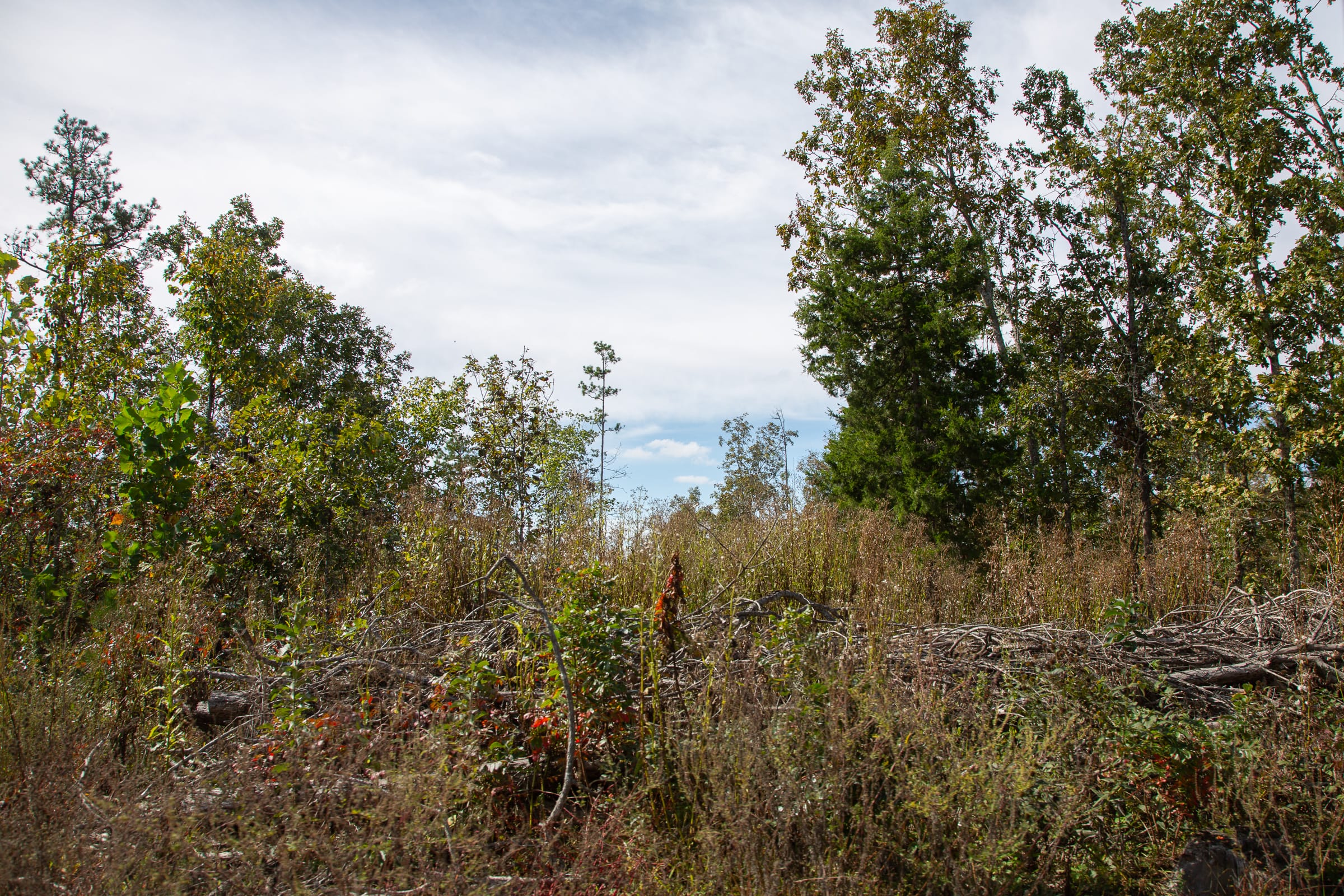Borgmann’s Hollow Phase IV Tract 118 photo 13