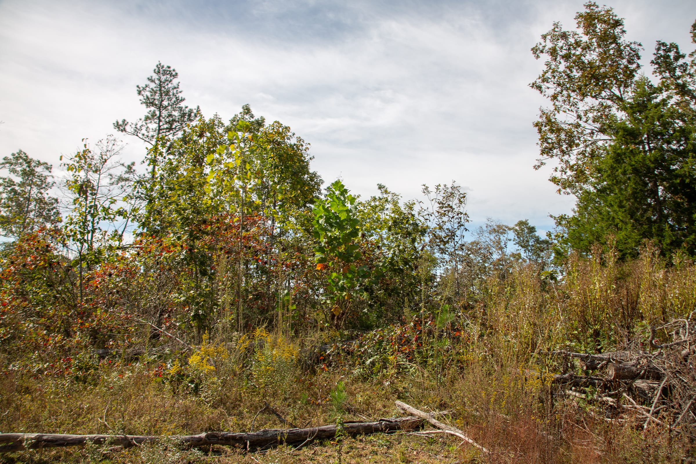 Borgmann’s Hollow Phase IV Tract 118 photo 14