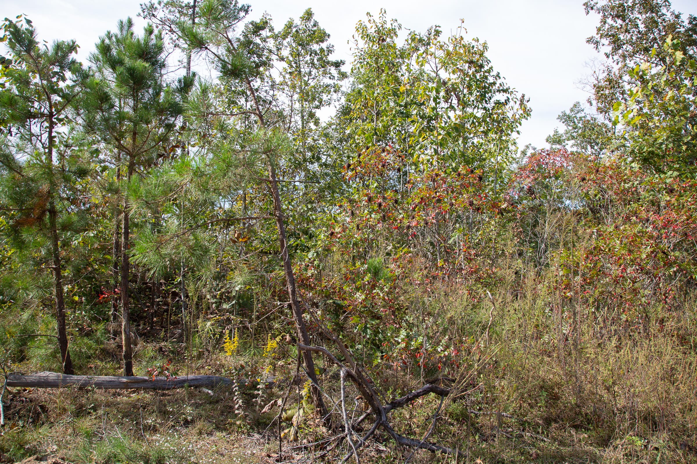 Borgmann’s Hollow Phase IV Tract 118 photo 15
