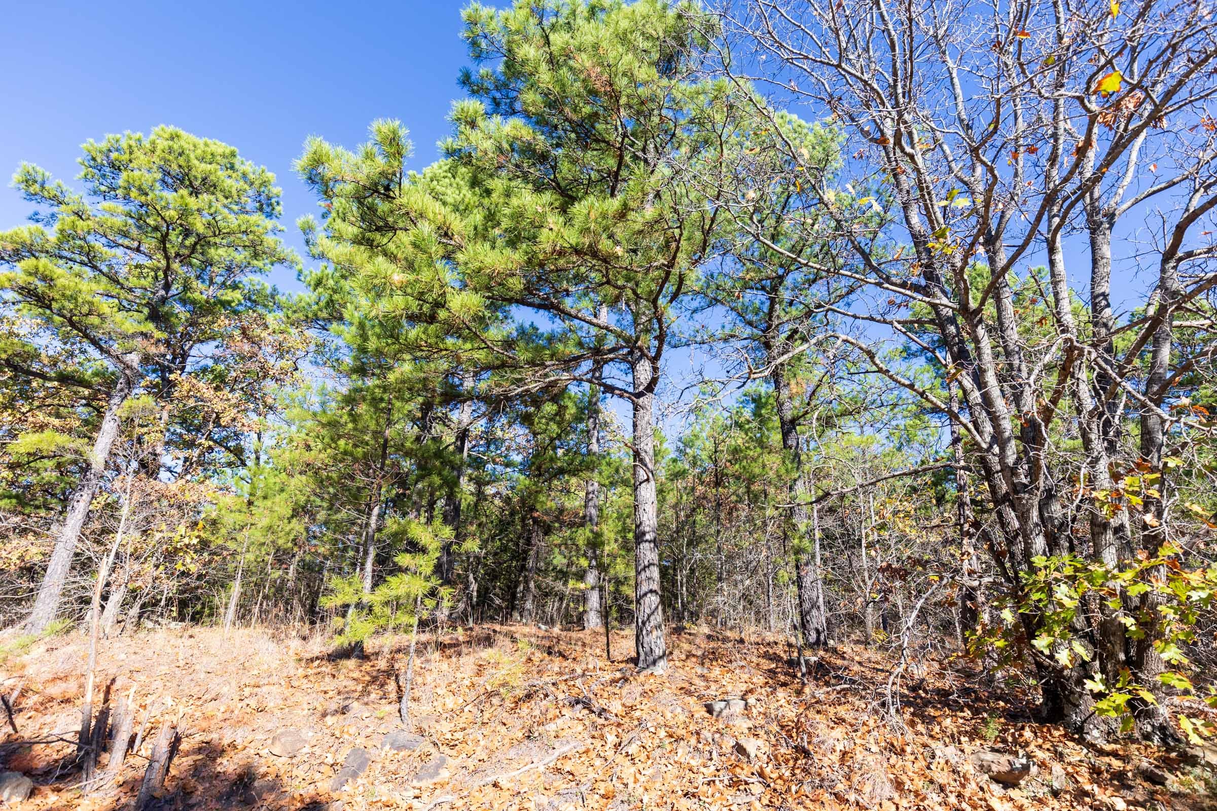 Stone Bridge Reserve Tract 5 photo 5