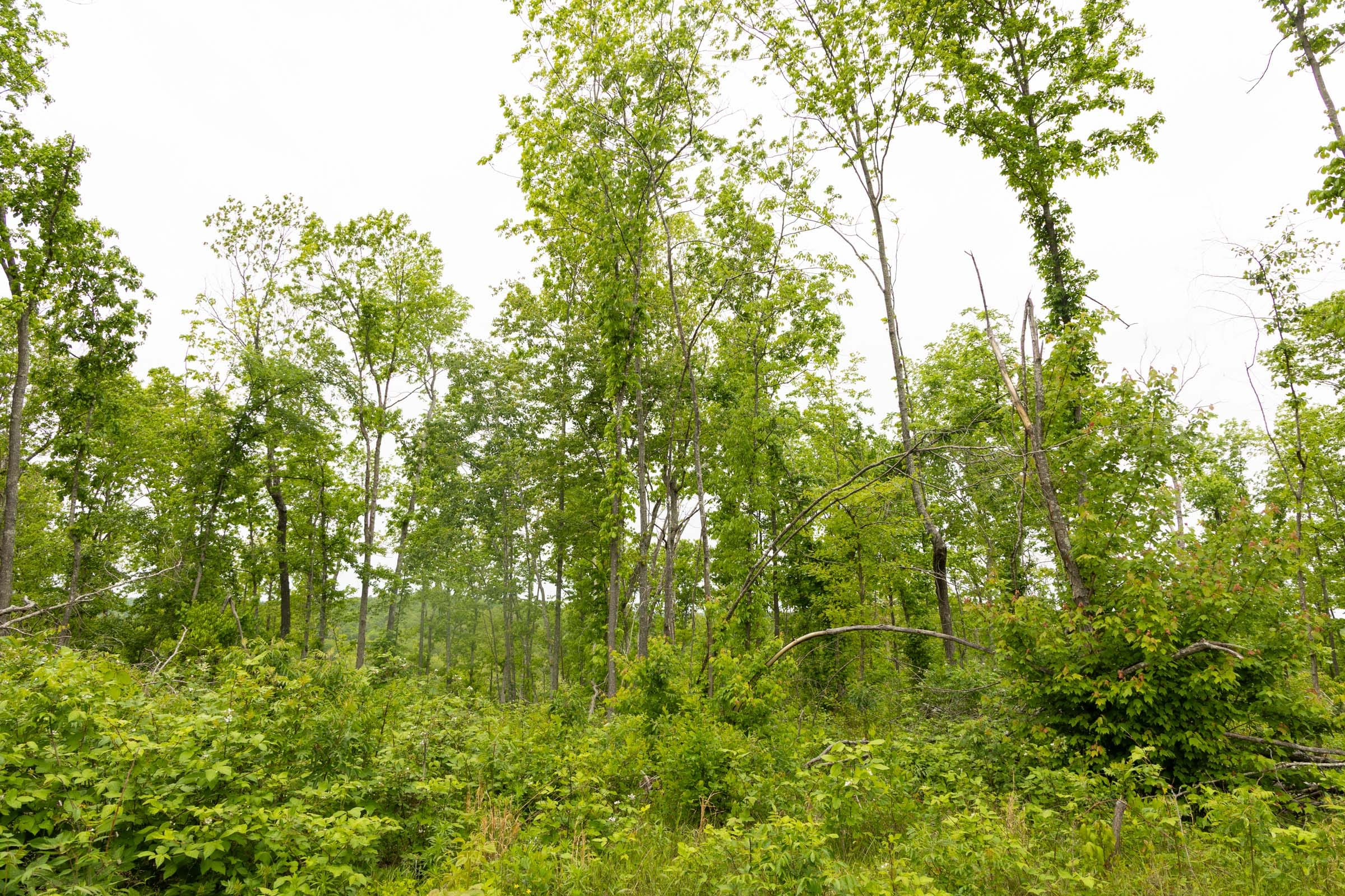 Stardust Estates Tract 19 photo 7