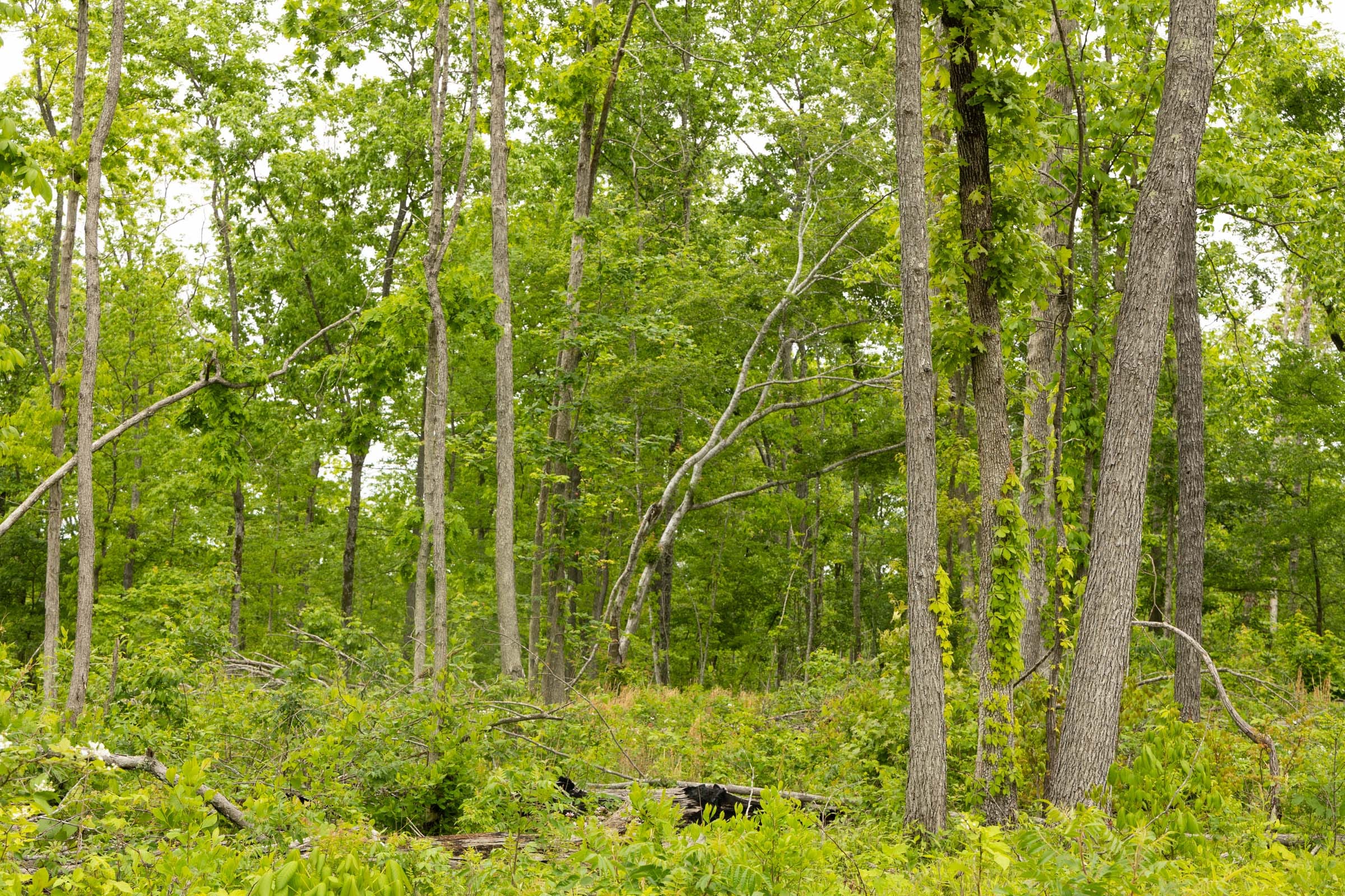 Stardust Estates Tract 19 photo 6