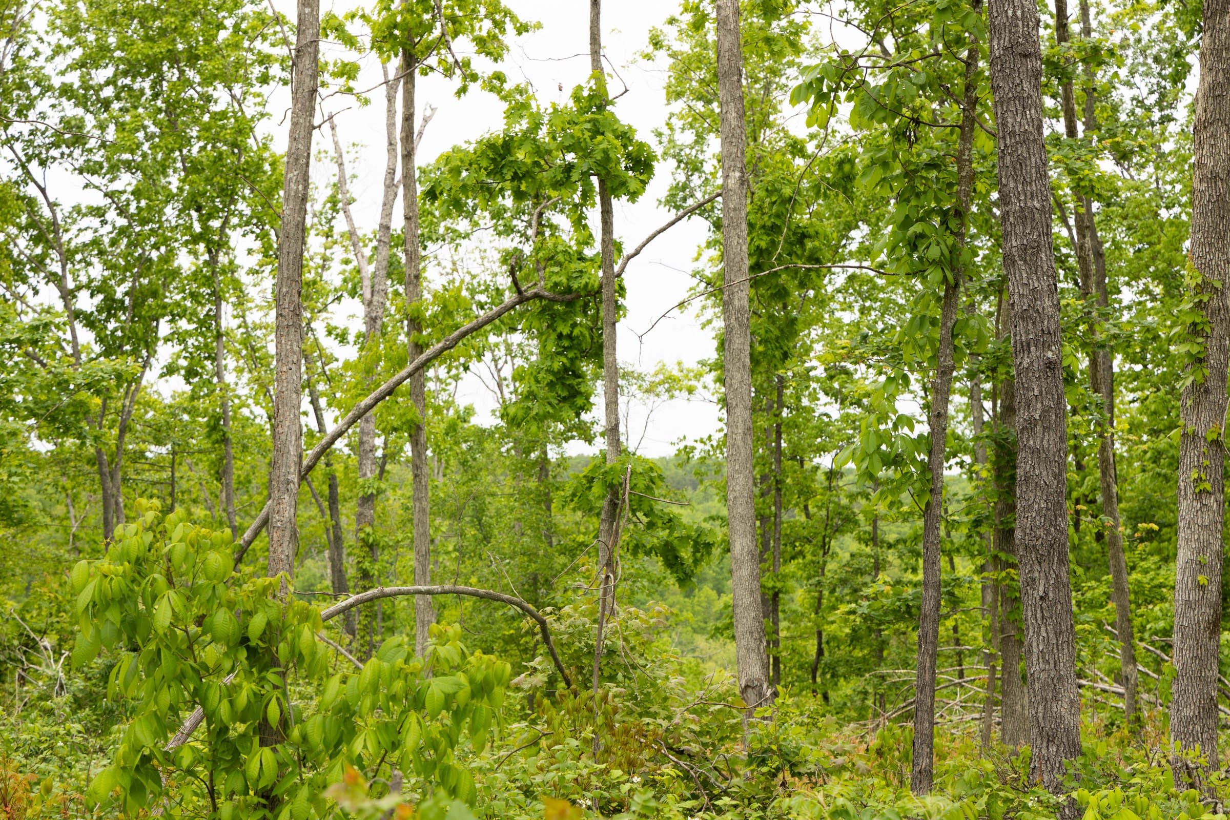 Stardust Estates Tract 19 photo 4
