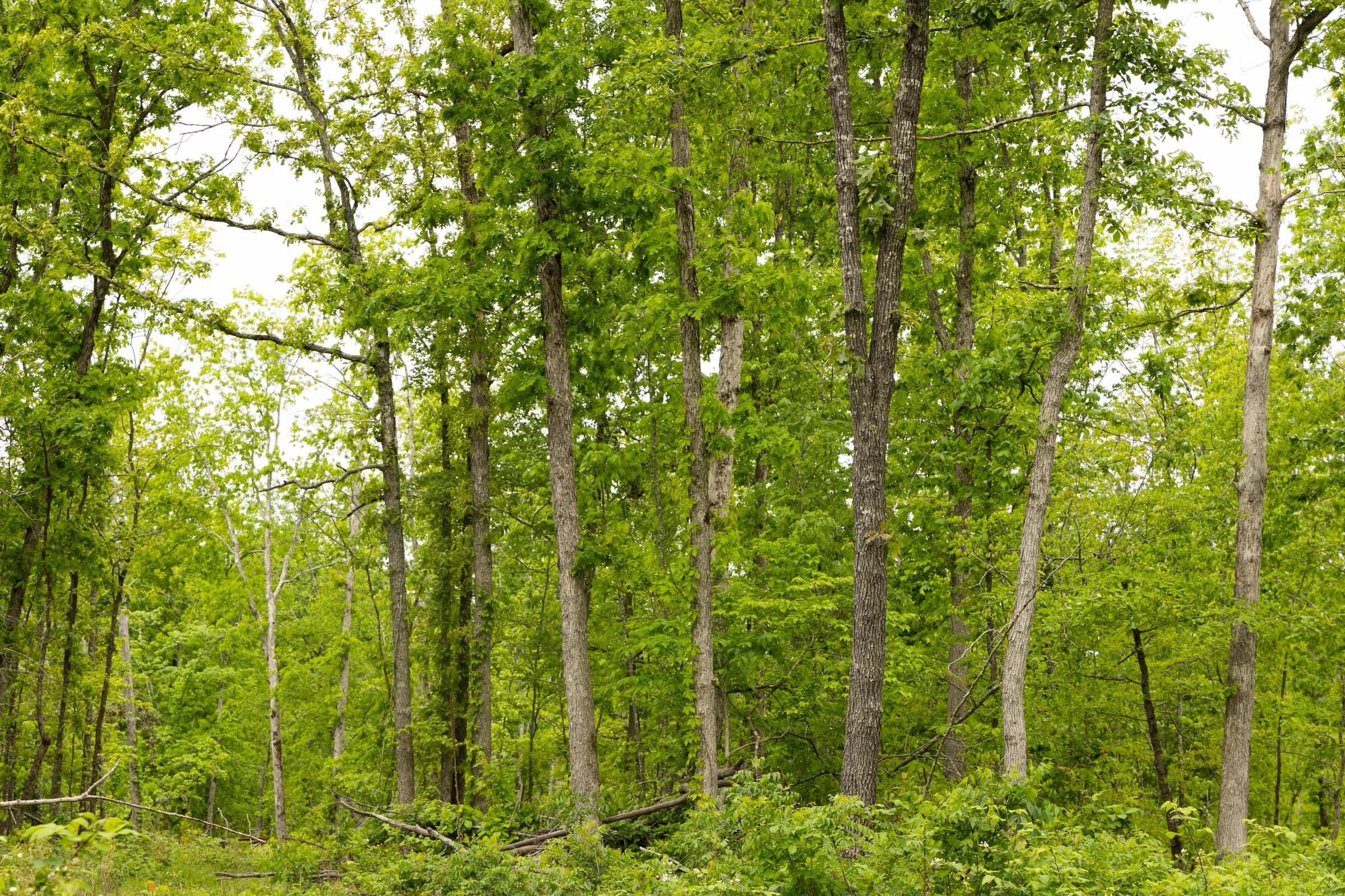Stardust Estates Tract 19 photo 3