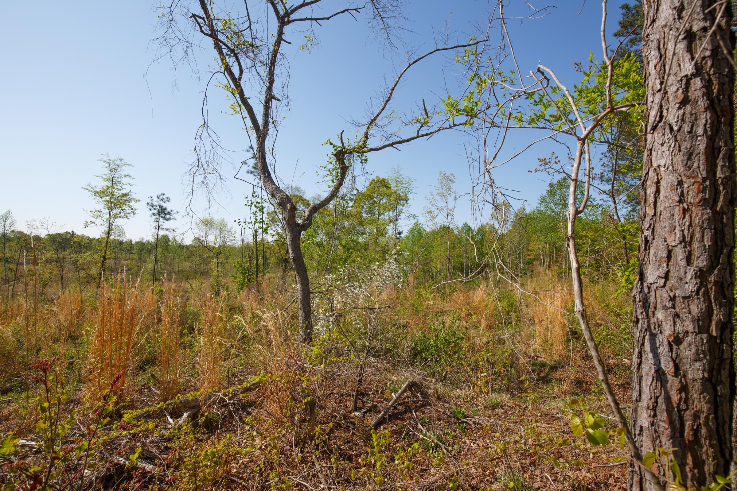 Twin Rivers Tract 2 photo 4
