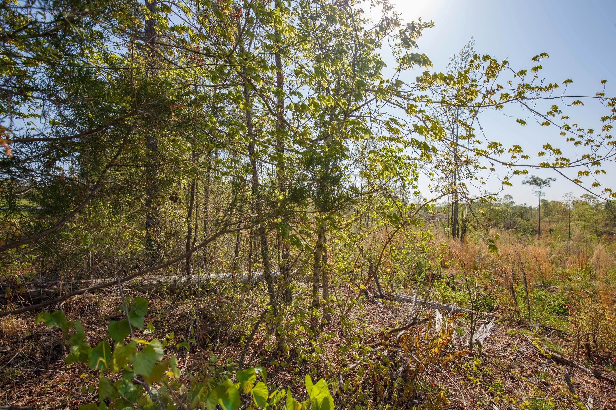 Twin Rivers Tract 2 photo 7