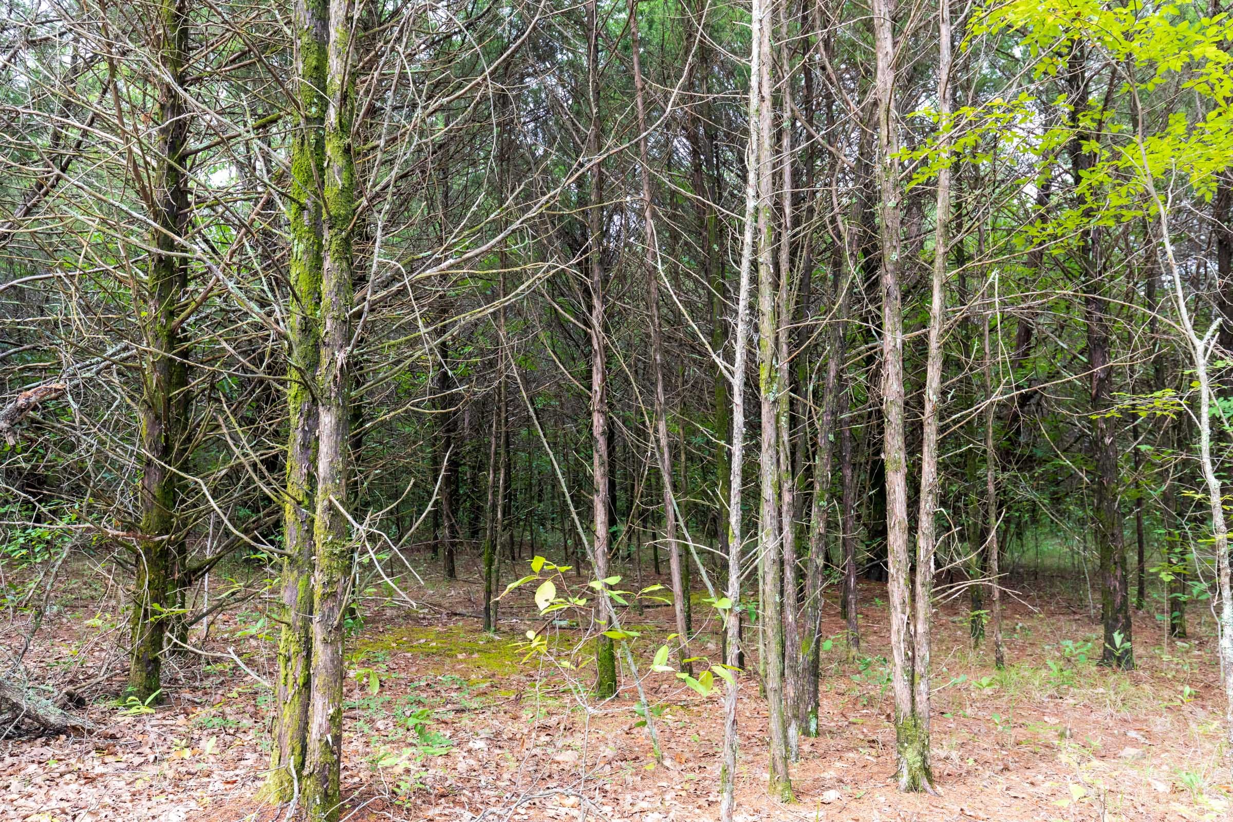 Heritage Bend Tract 11 photo 5
