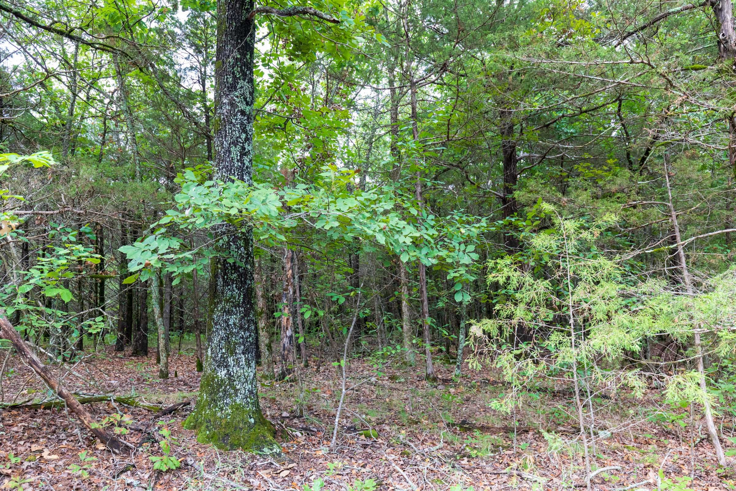 Heritage Bend Tract 11 photo 11