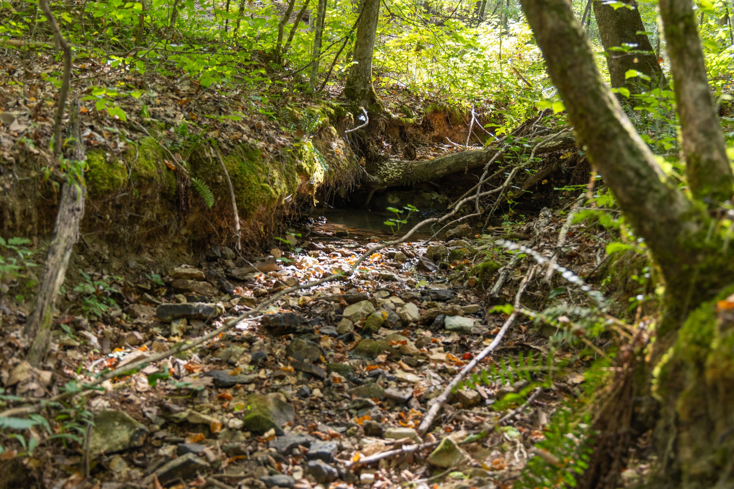 Big White Oak Tract 149 photo 20