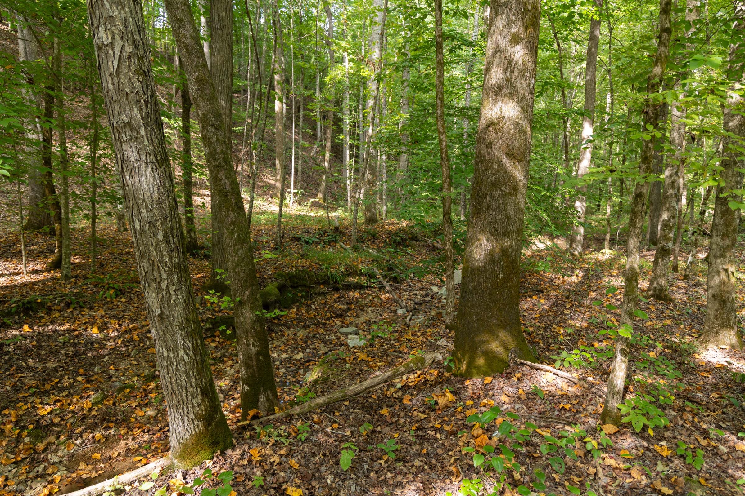Big White Oak Tract 149 photo 15