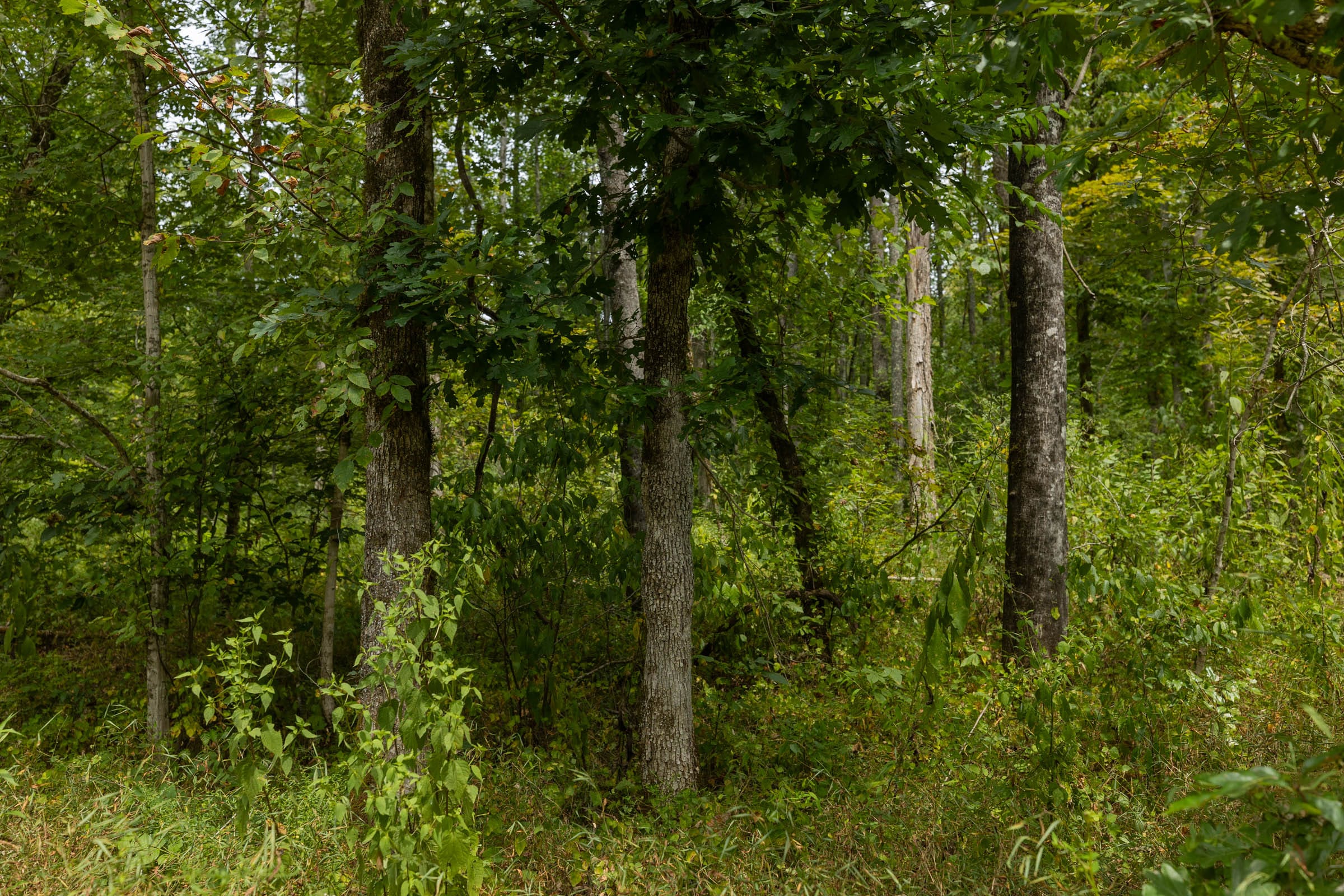 Big White Oak Tract 149 photo 9