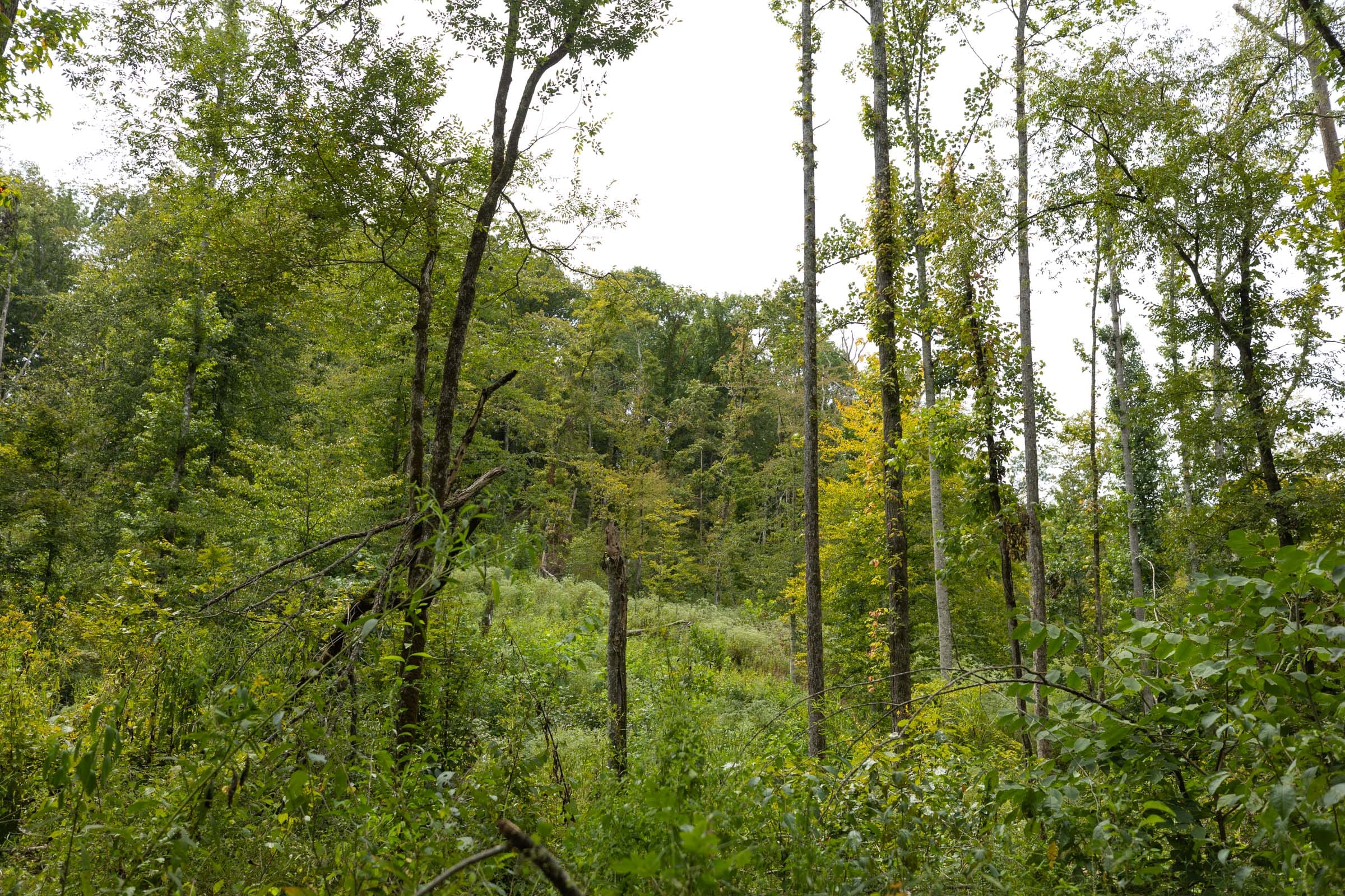 Big White Oak Tract 149 photo 8