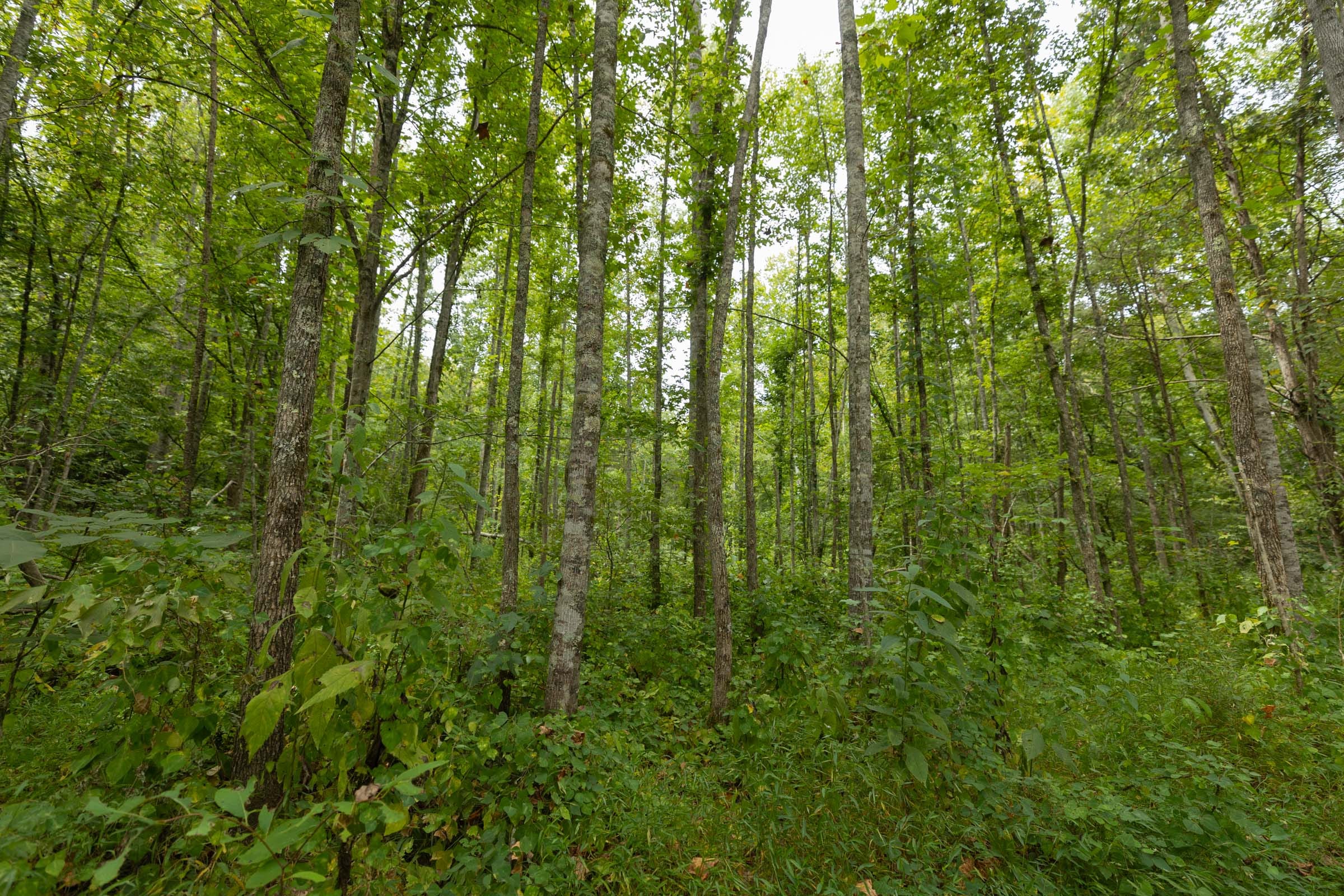 Big White Oak Tract 149 photo 7