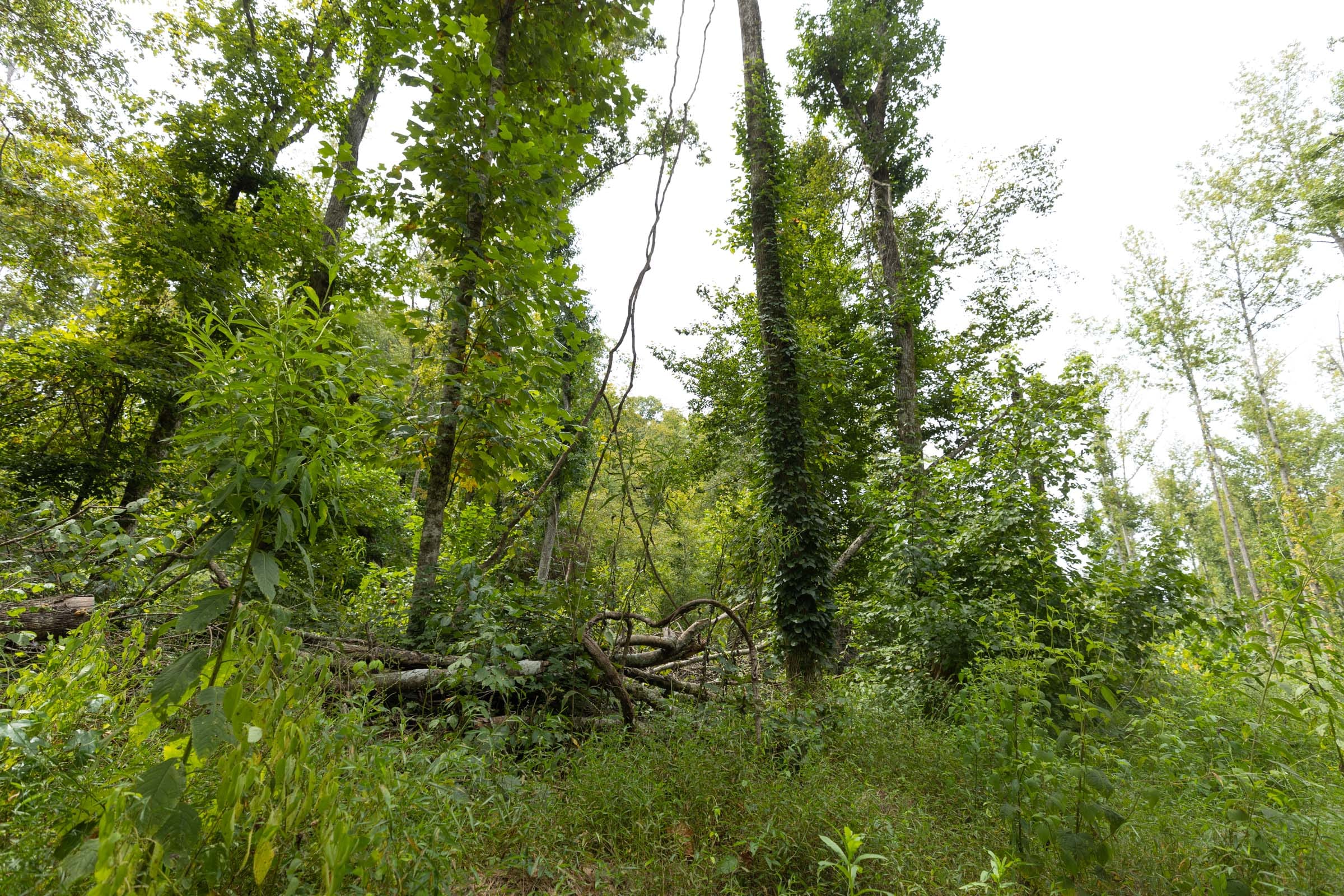 Big White Oak Tract 149 photo 6