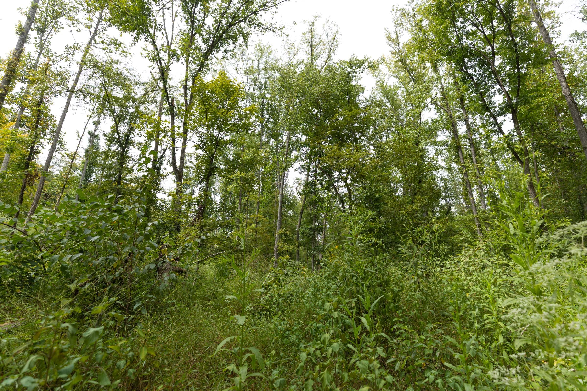 Big White Oak Tract 149 photo 5