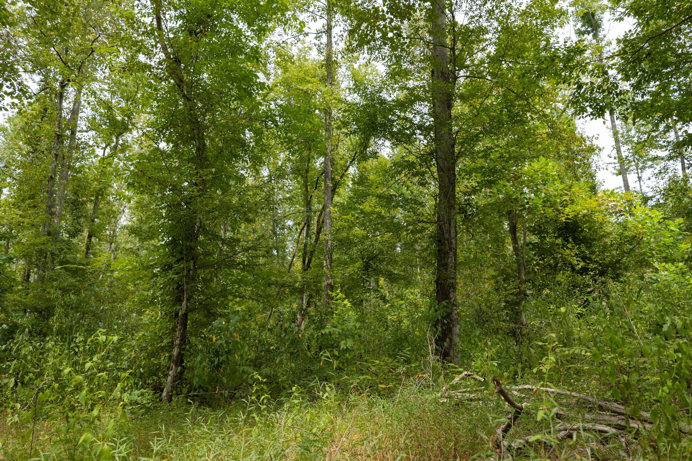 Big White Oak Tract 149 photo 4