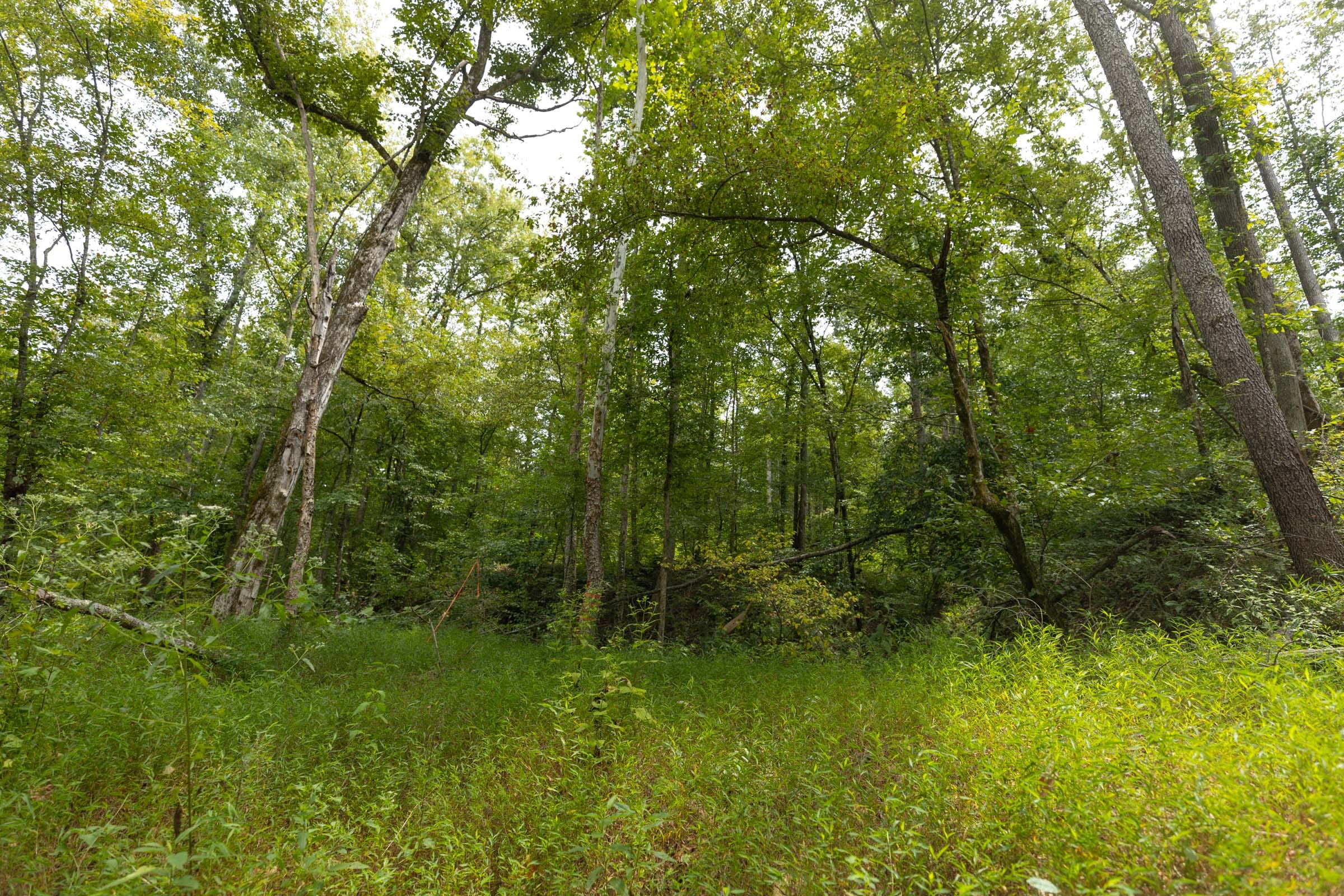 Big White Oak Tract 149 photo 3