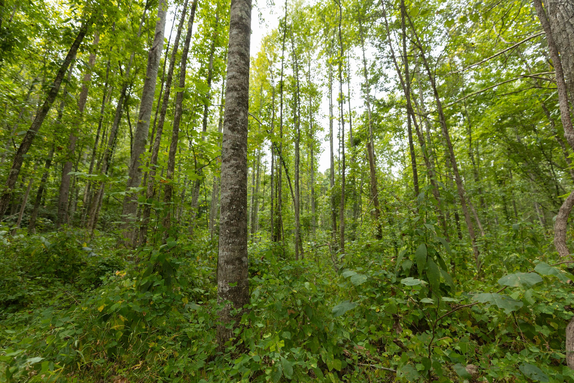 Big White Oak Tract 149 photo 2