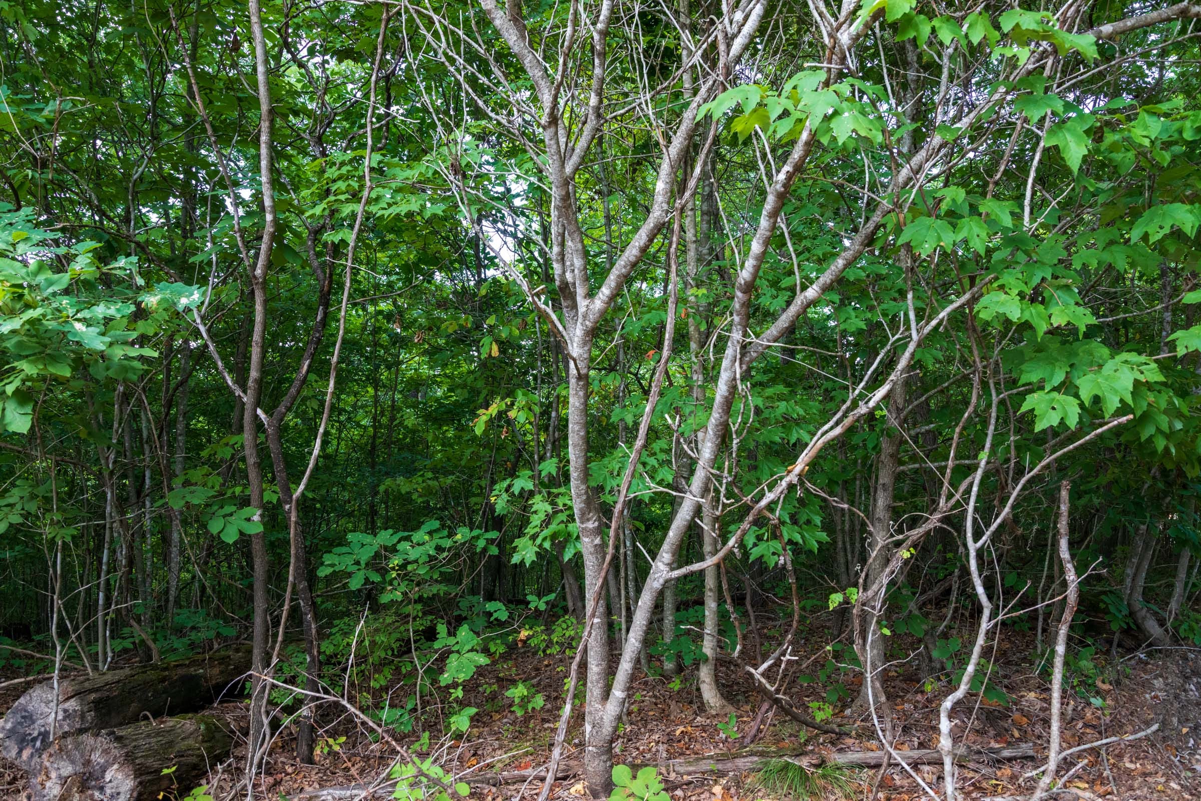 Cypress Ridge Tract 20 photo 3