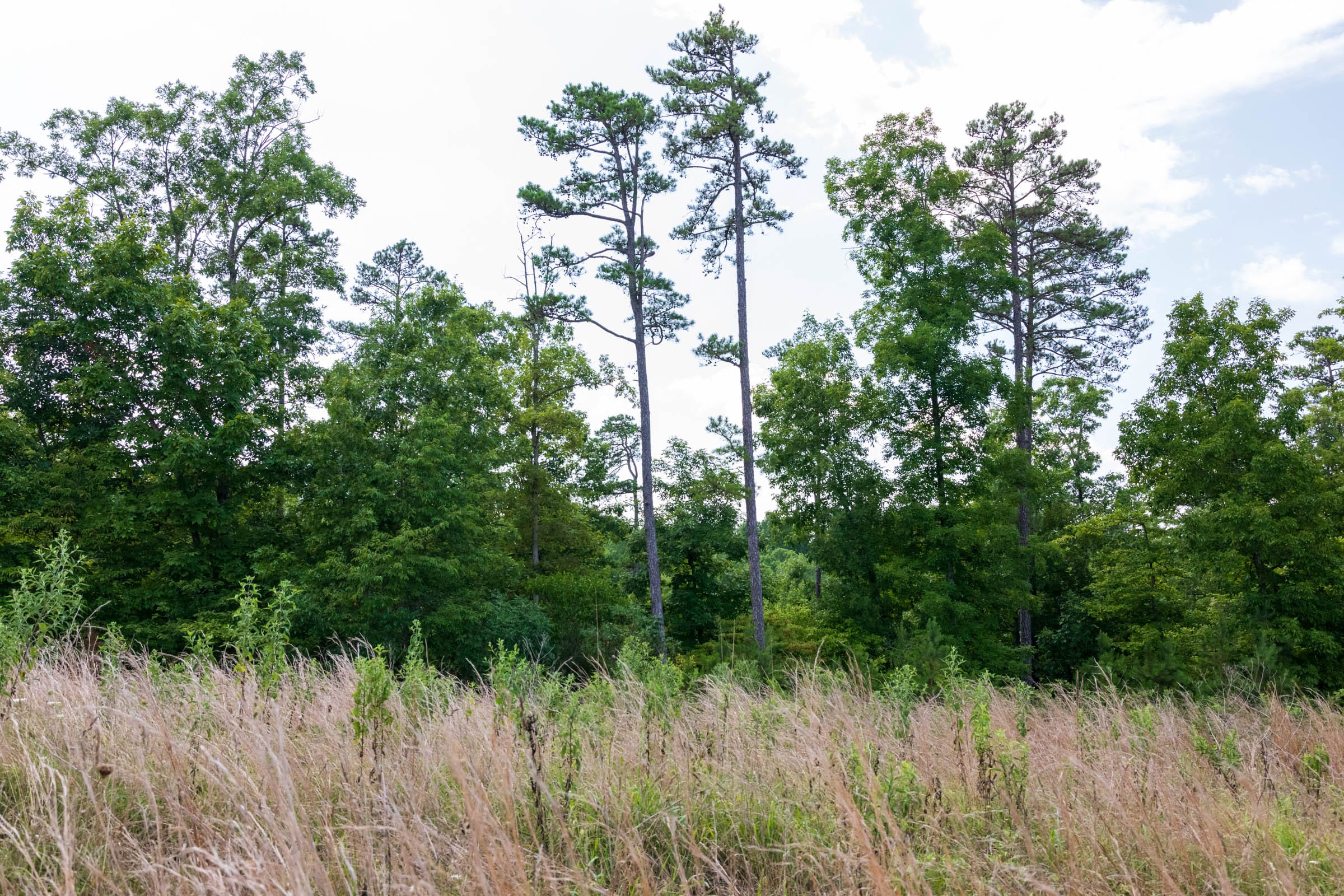 Cypress Ridge Tract 20 photo 6