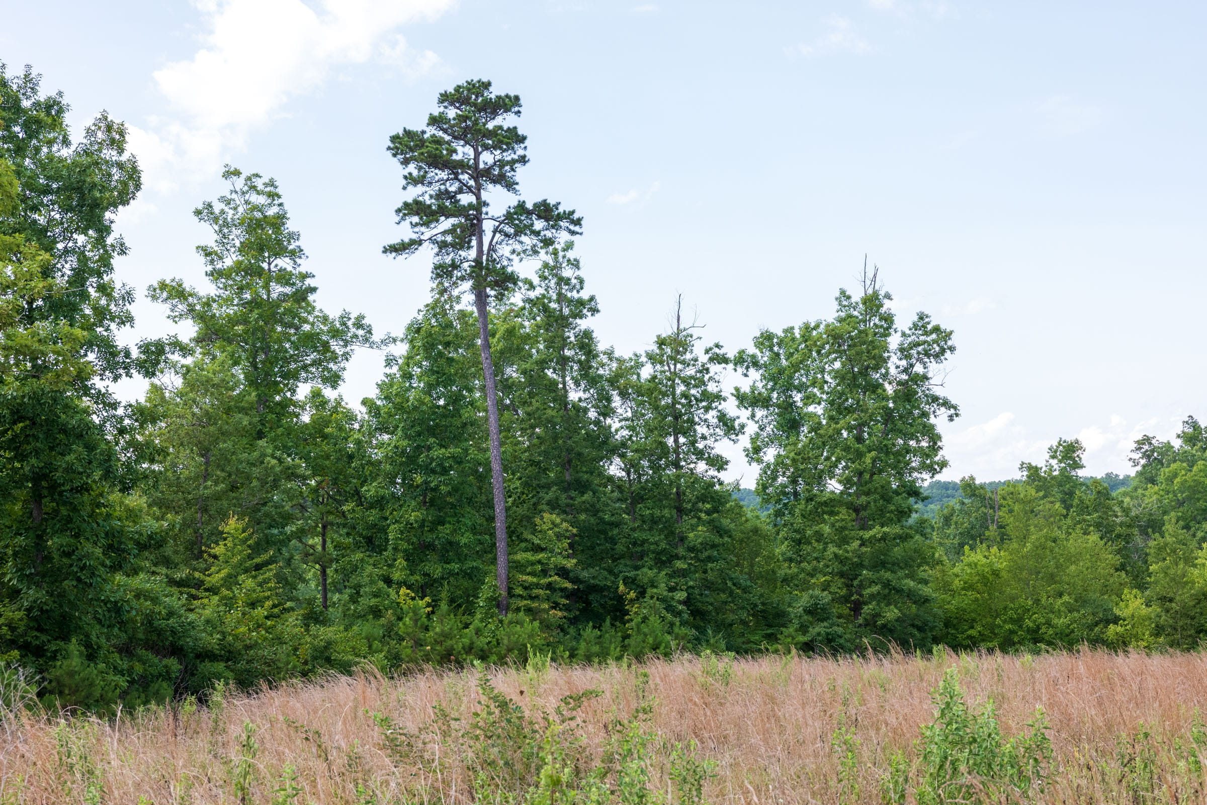 Cypress Ridge Tract 20 photo 8