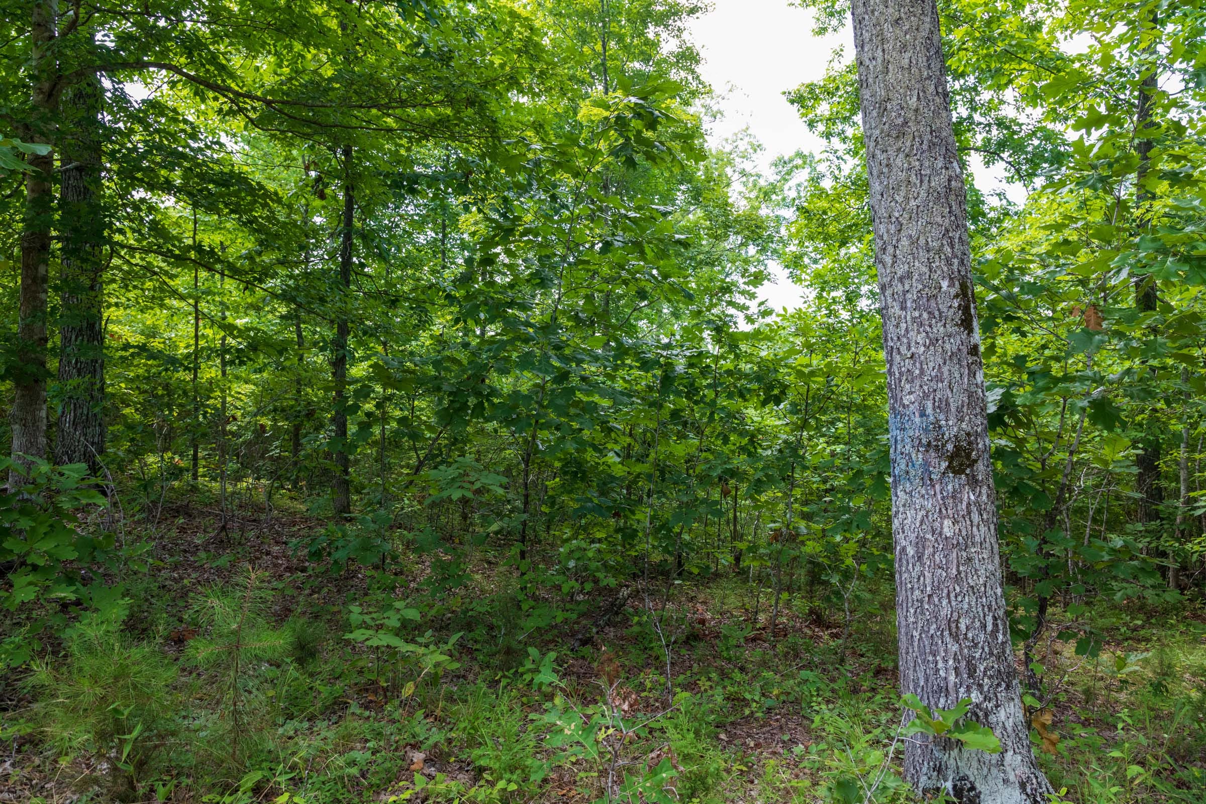 Cypress Ridge Tract 20 photo 9