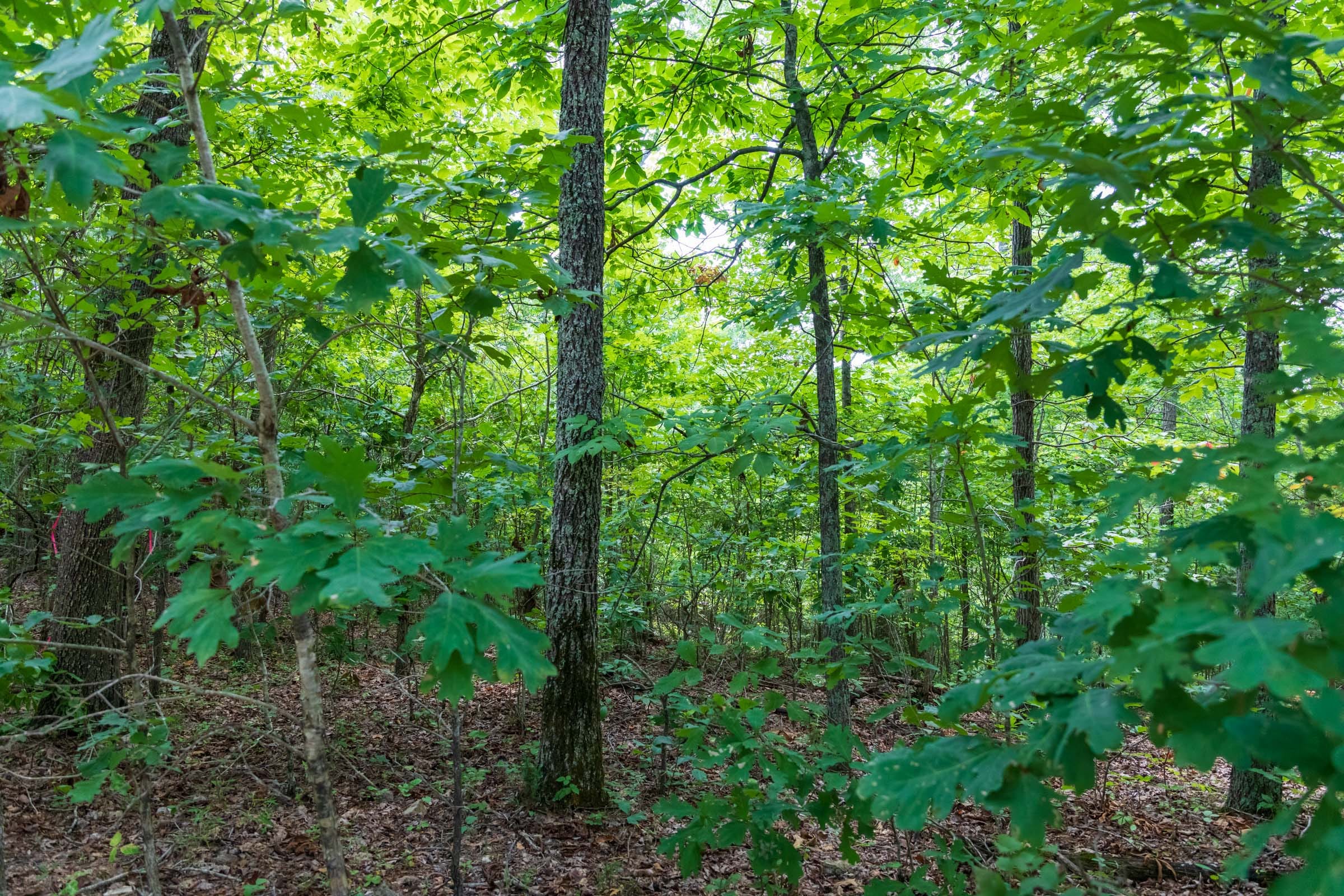 Cypress Ridge Tract 20 photo 11