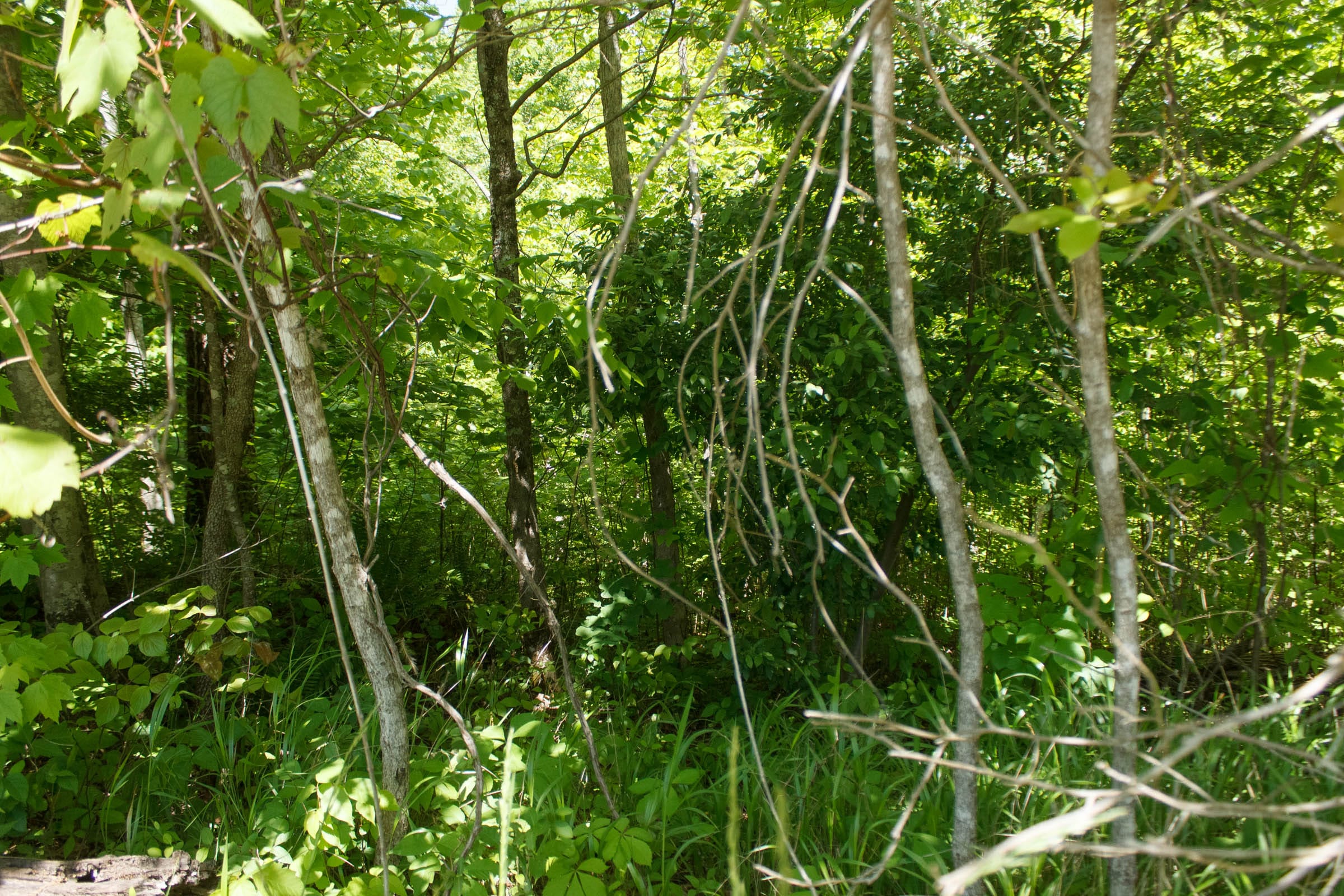 Riverbend Tract 31 photo 3