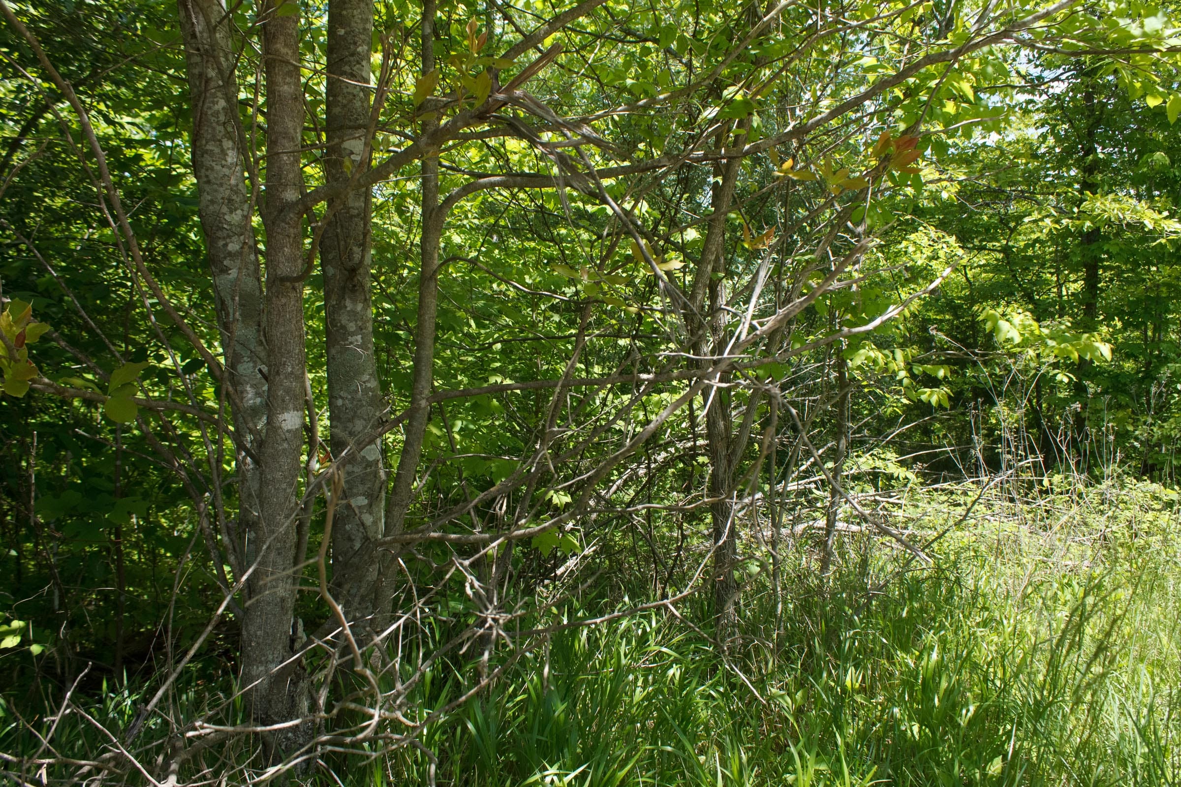 Riverbend Tract 31 photo 4