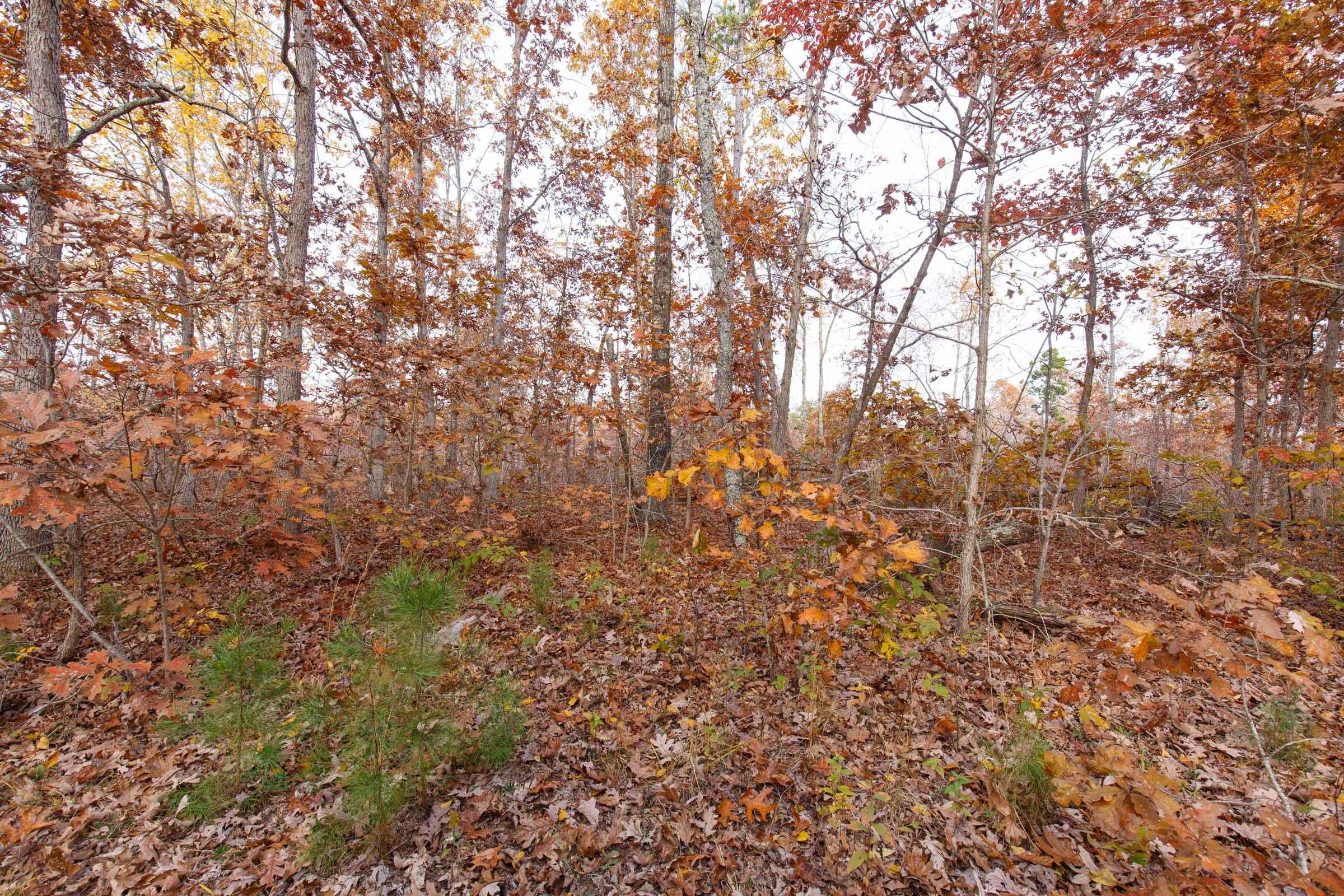Hawkcrest Tract 30 photo 5