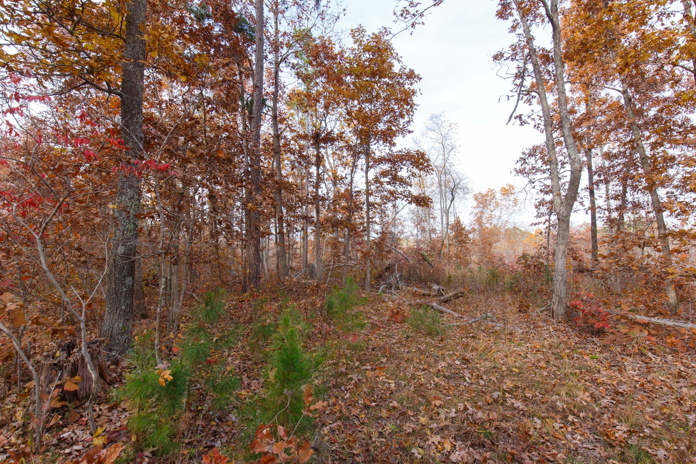 Hawkcrest Tract 30 photo 7