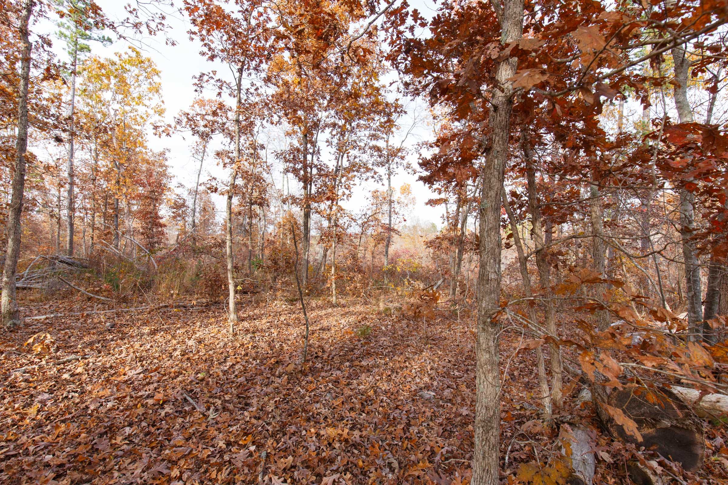 Hawkcrest Tract 30 photo 8