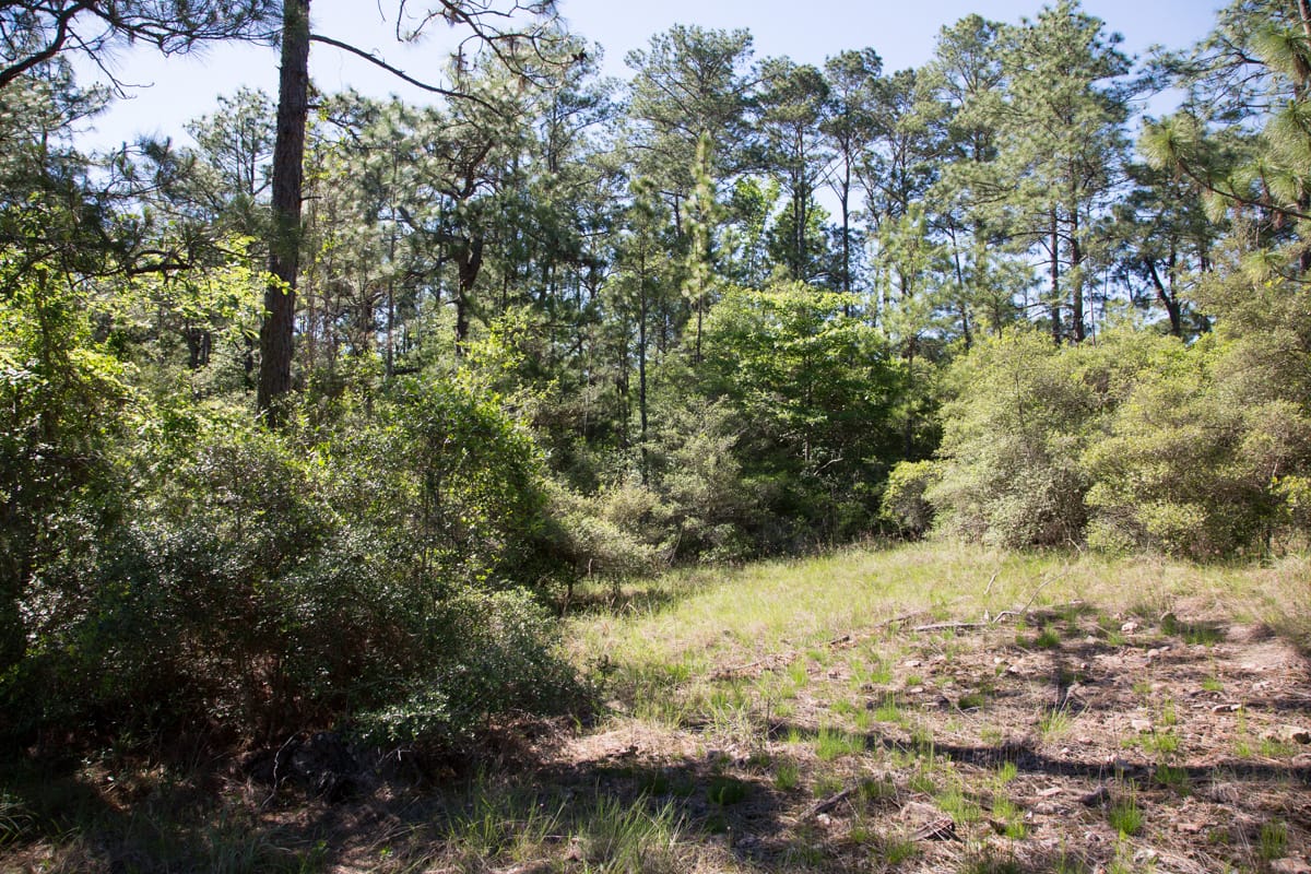 Rayburn Country Tract 205 photo 1
